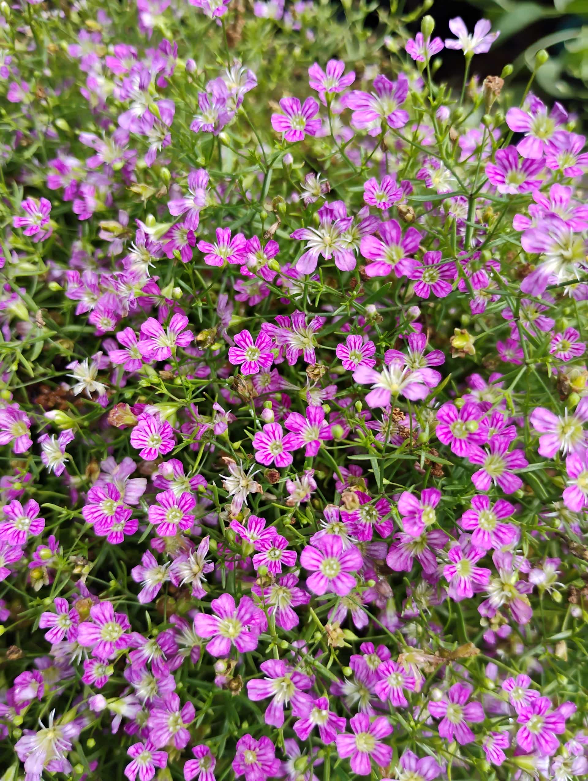 Baby's Breath (Gypsophila paniculata), Perennial