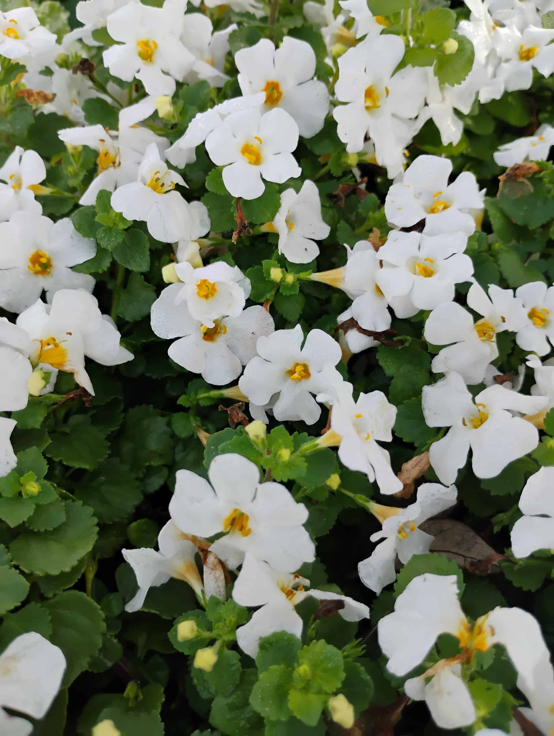 Bacopa (Sutera cordata), Perennial