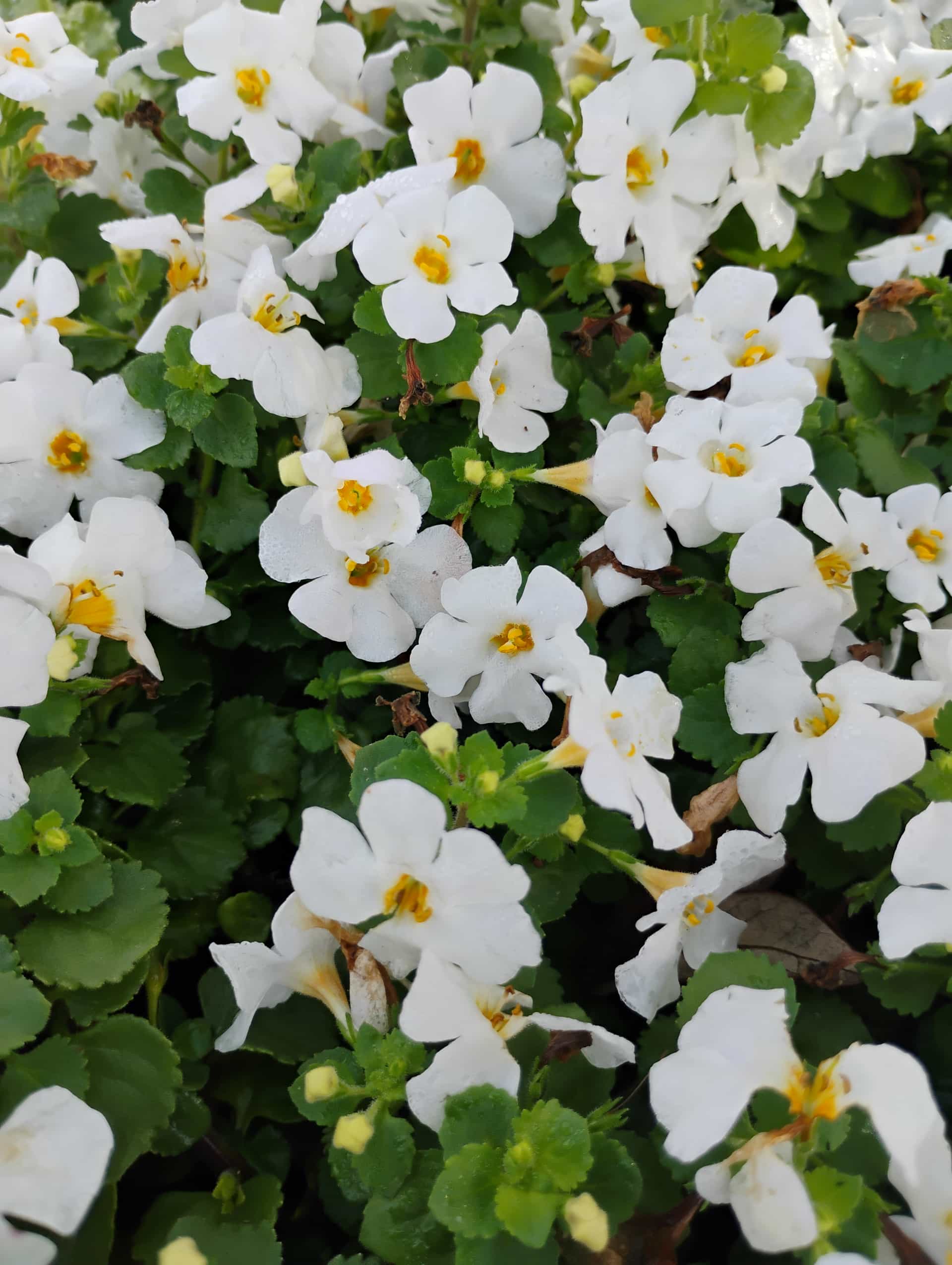 Bacopa (Sutera cordata), Perennial