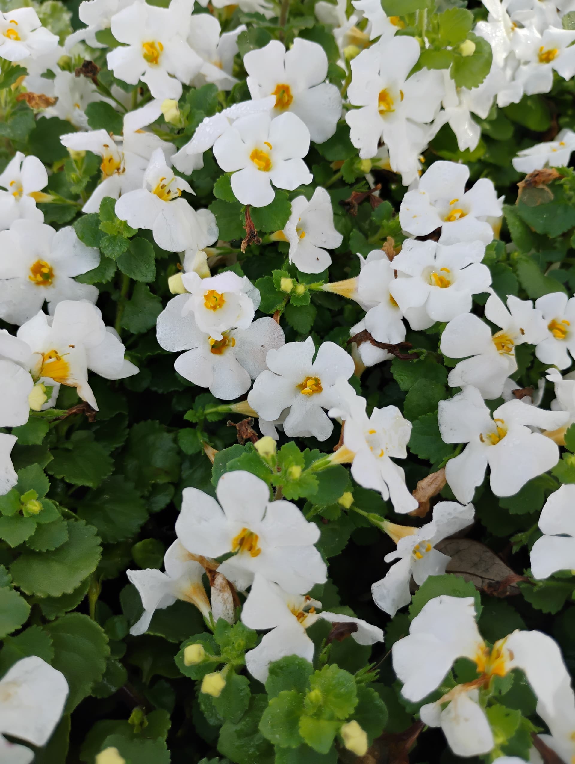 Bacopa
