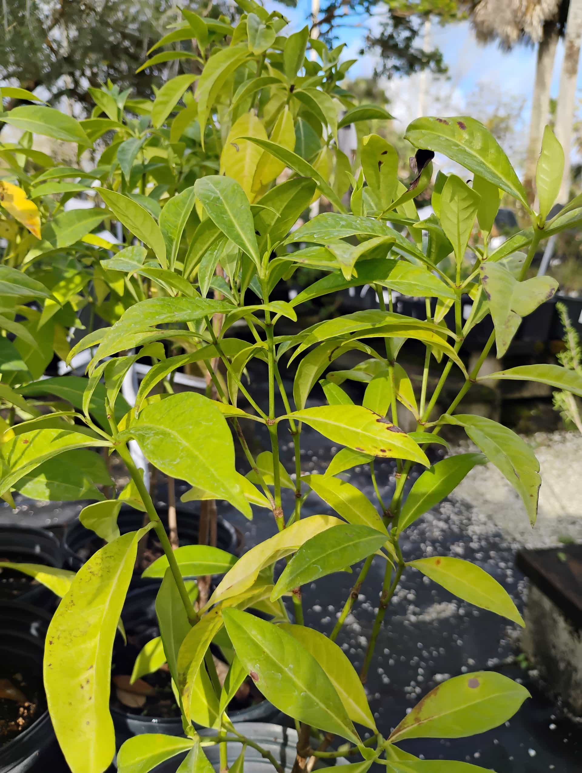 Bahama Coffee (Psychotria ligustrifolia), Shrub