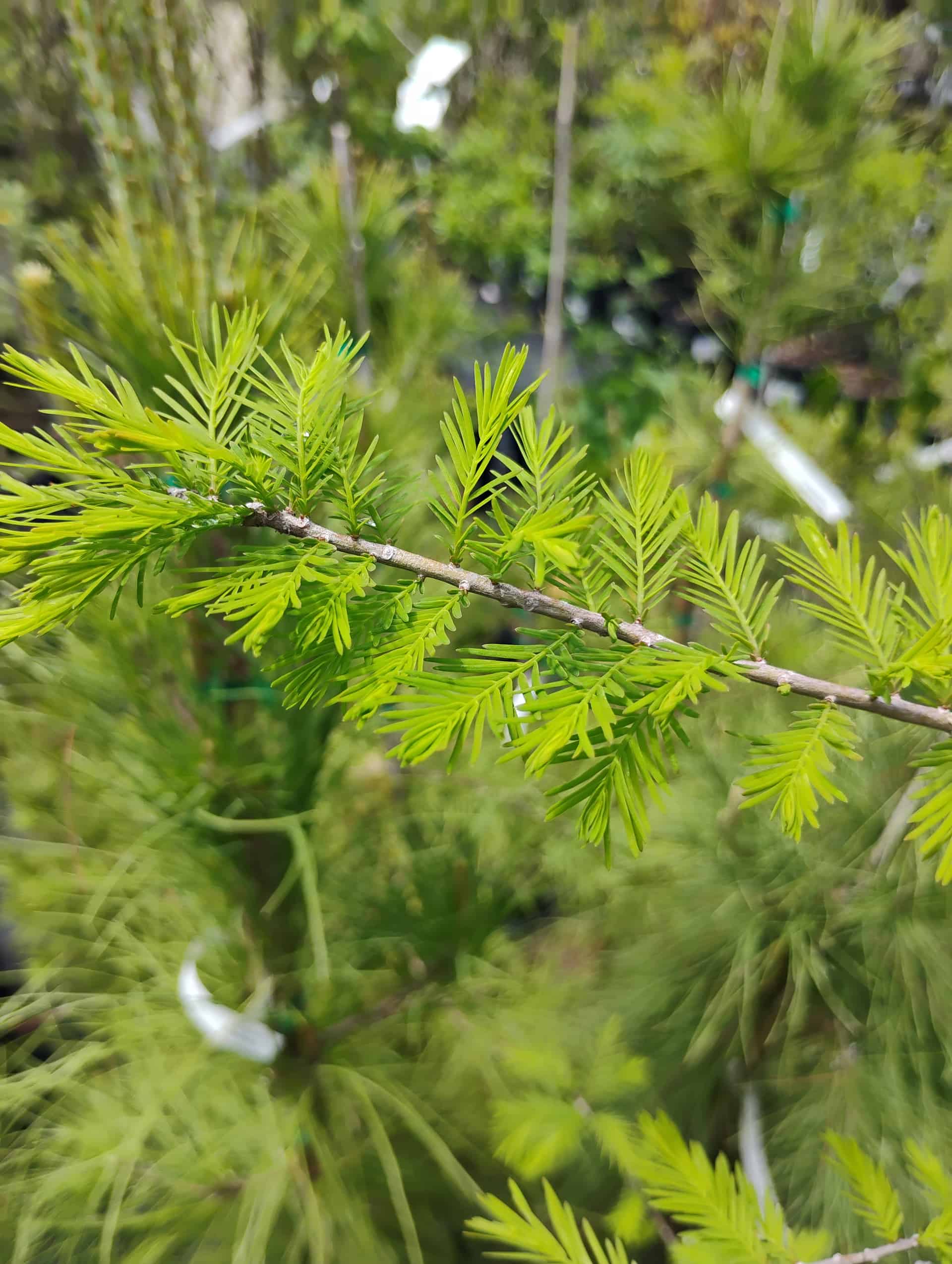 Bald Cypress (Taxodium distichum), Tree