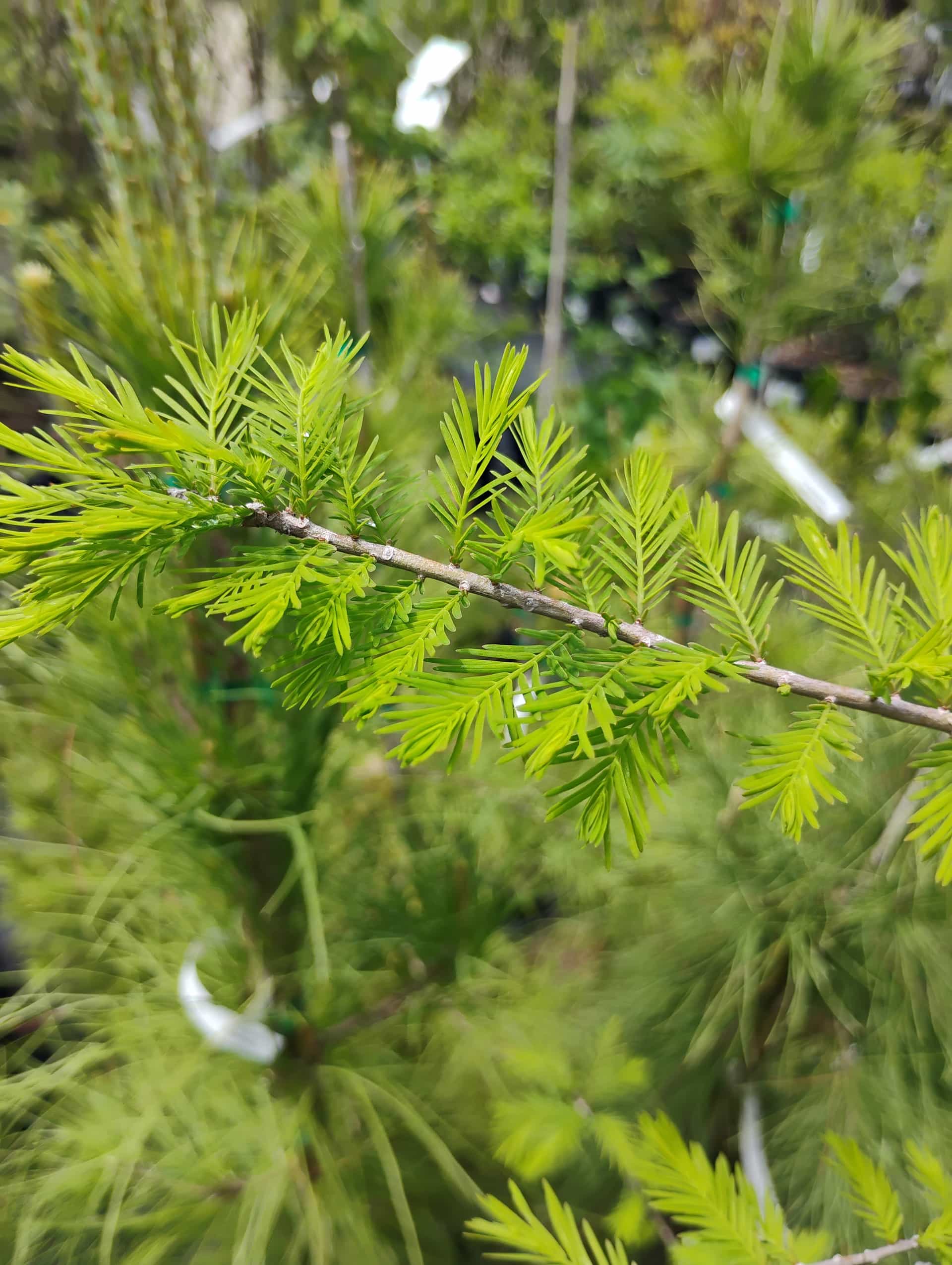 Bald Cypress (Taxodium distichum), Tree