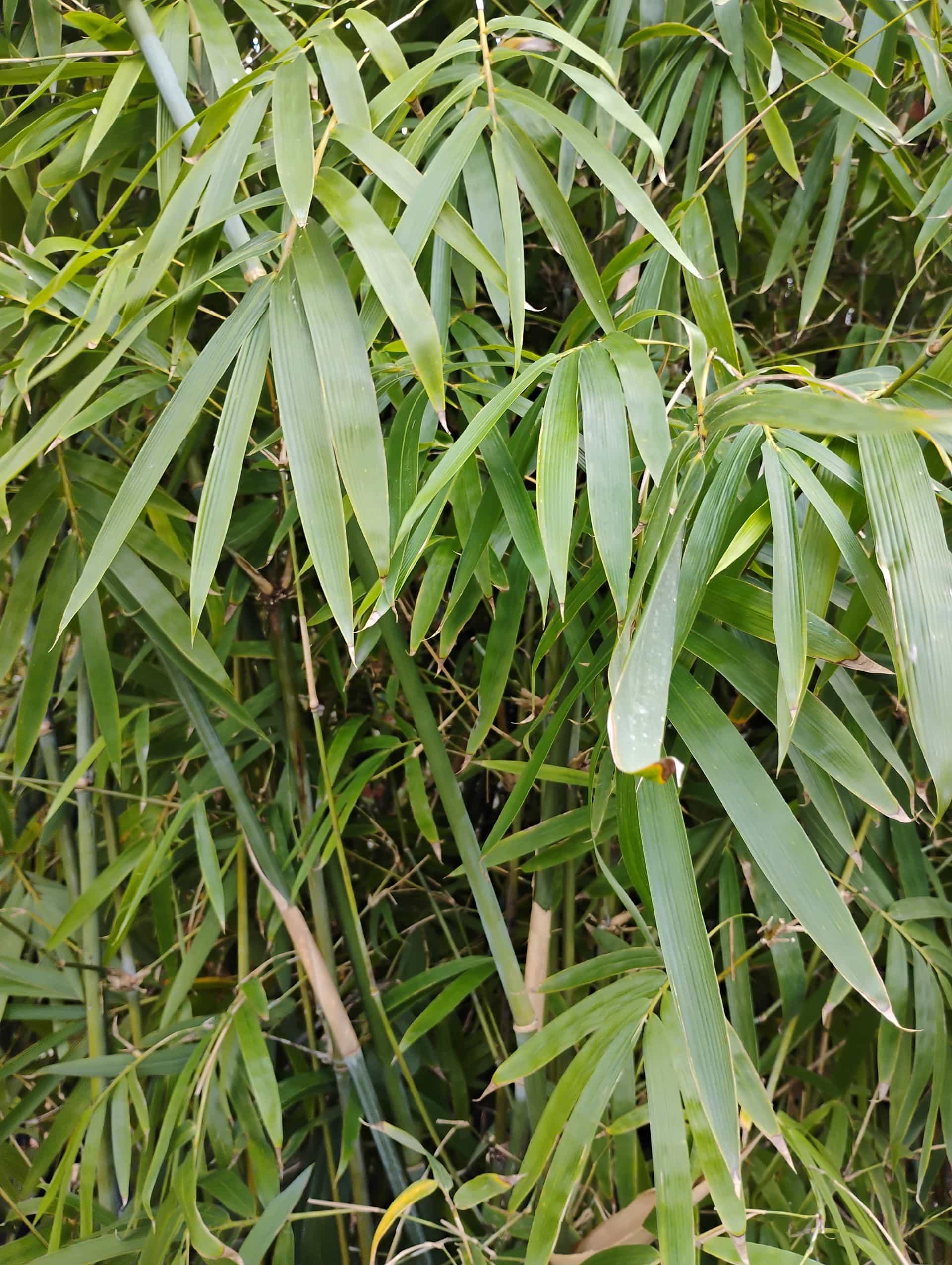 Bamboo (Bambusa), Grass