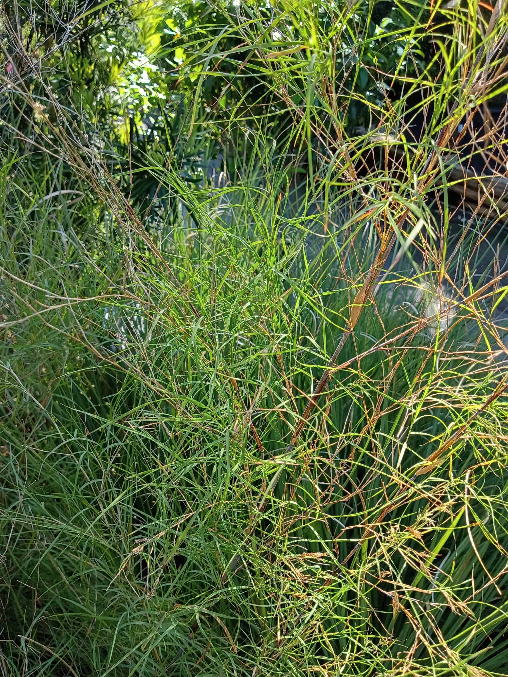 Bamboo Muhly (Muhlenbergia dumosa), Grass