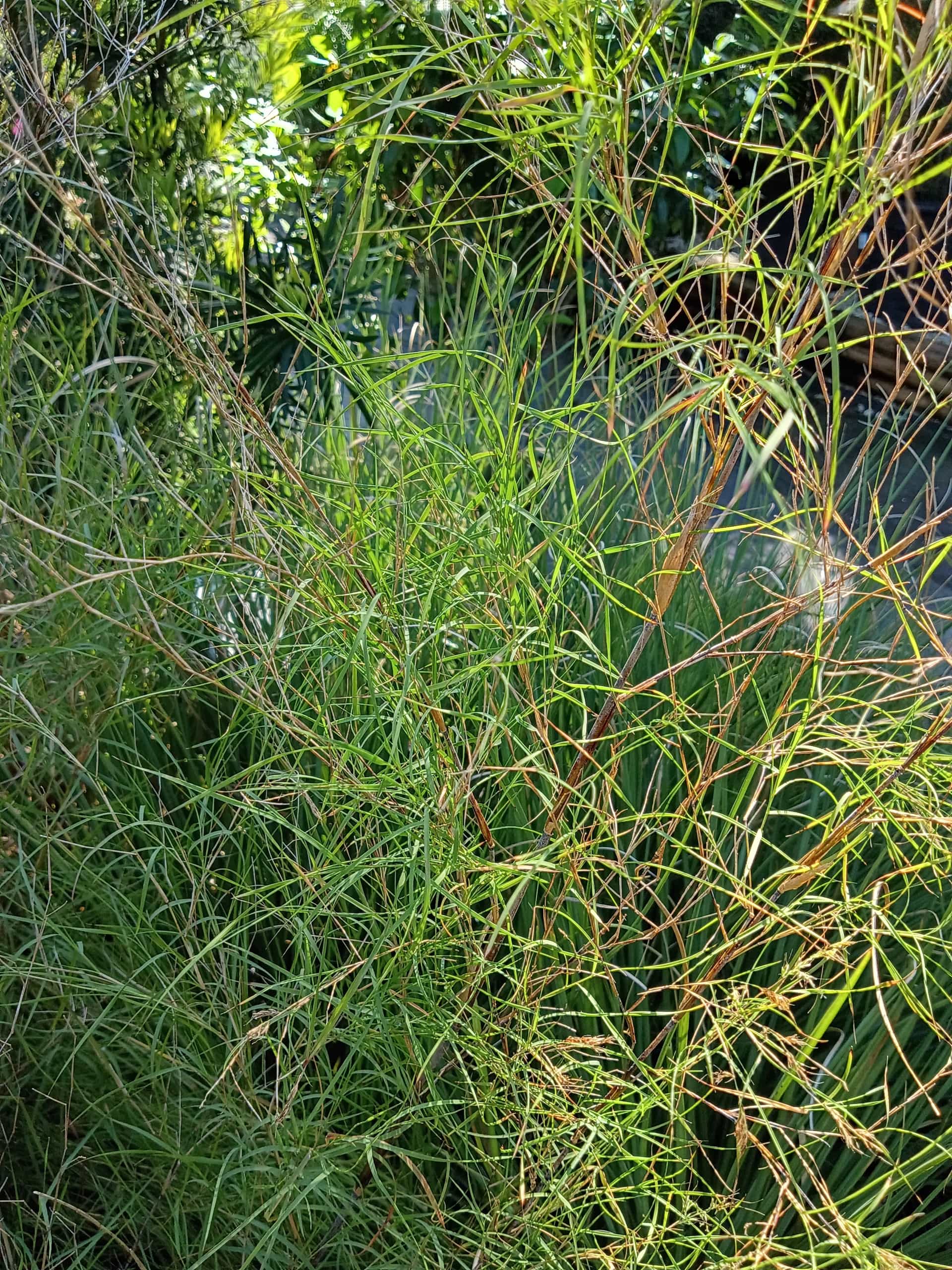 Bamboo Muhly (Muhlenbergia dumosa), Grass