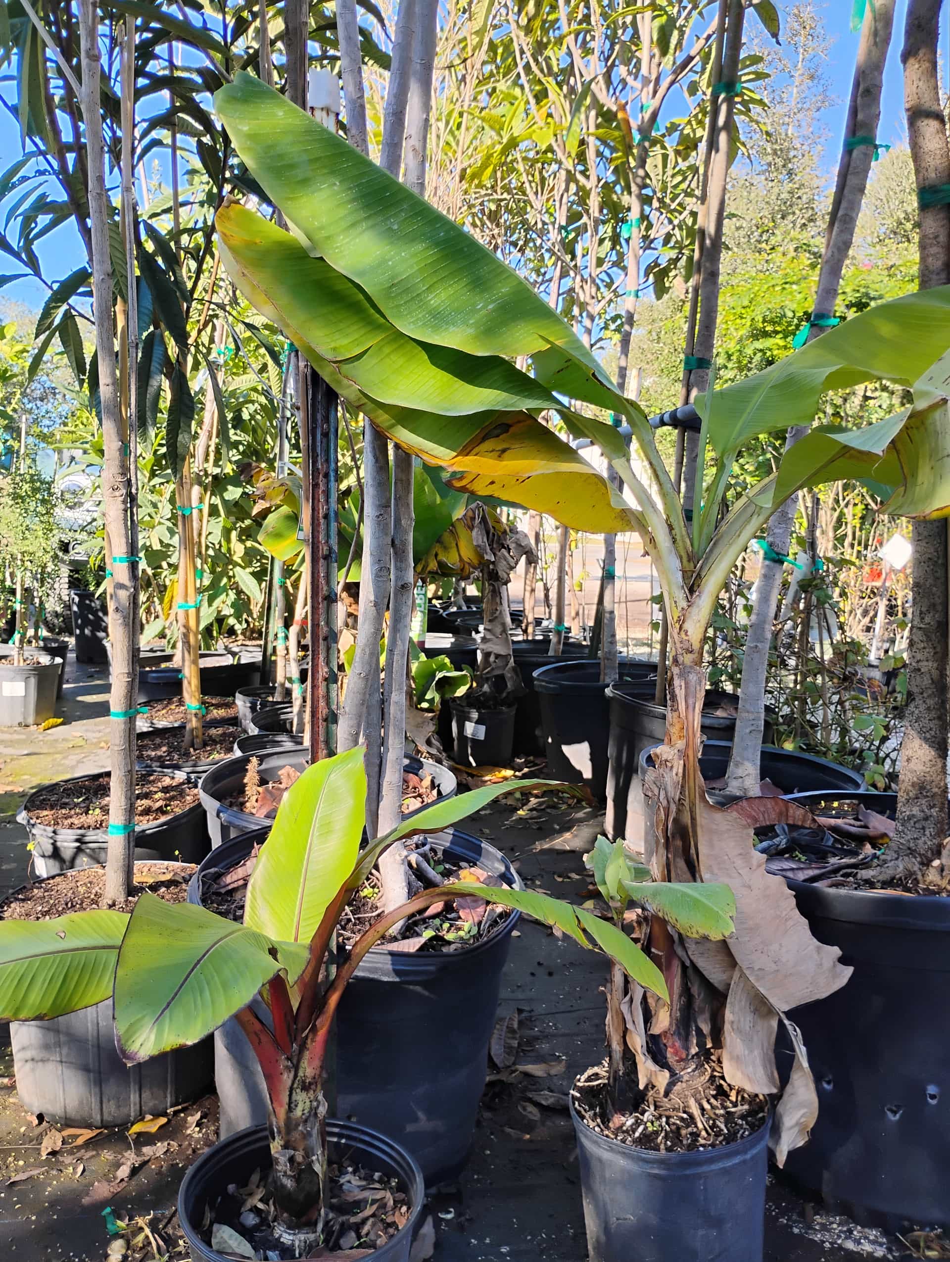 Banana (Musa), Perennial