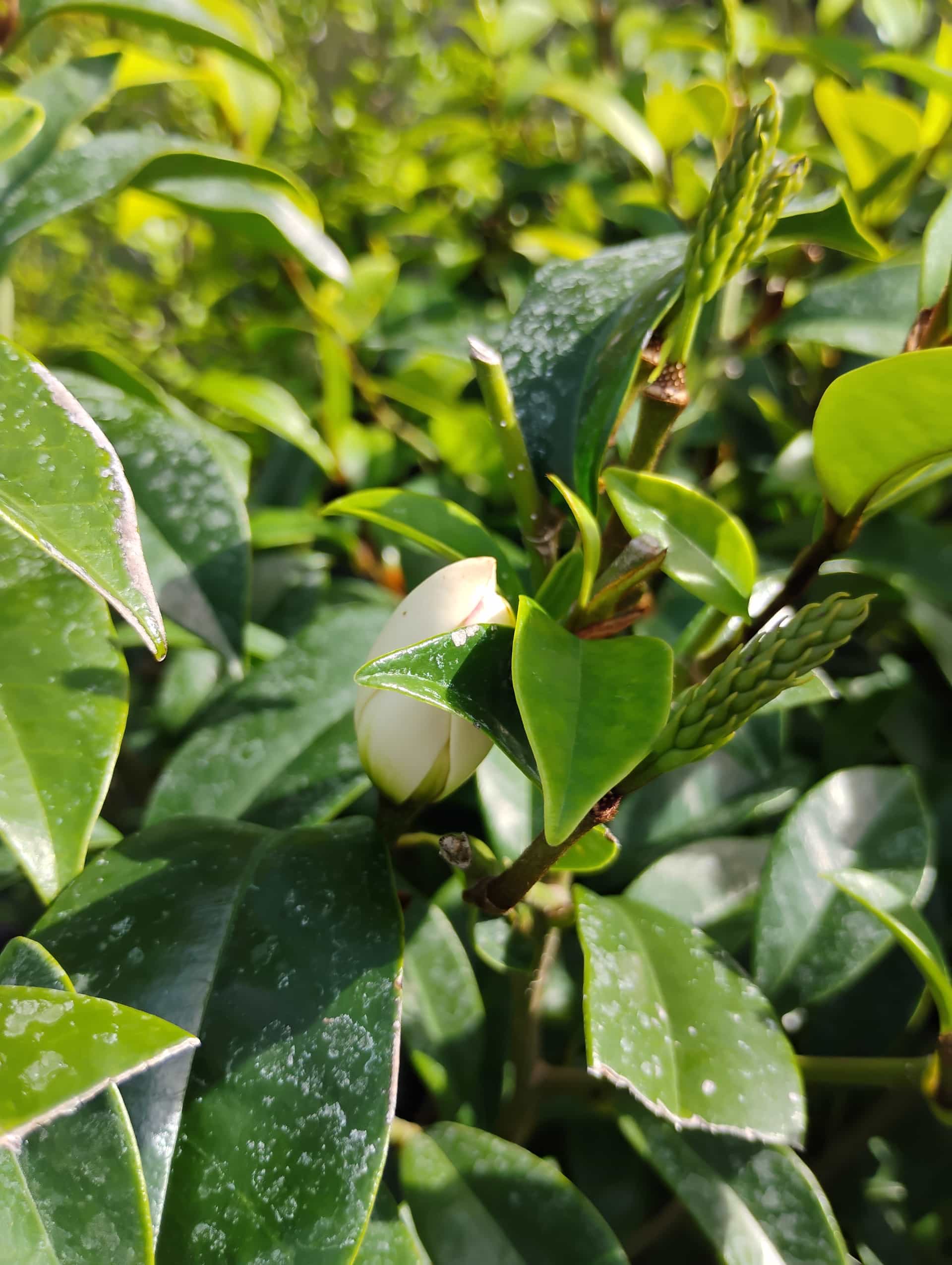 Banana Shrub (Magnolia figo), Shrub