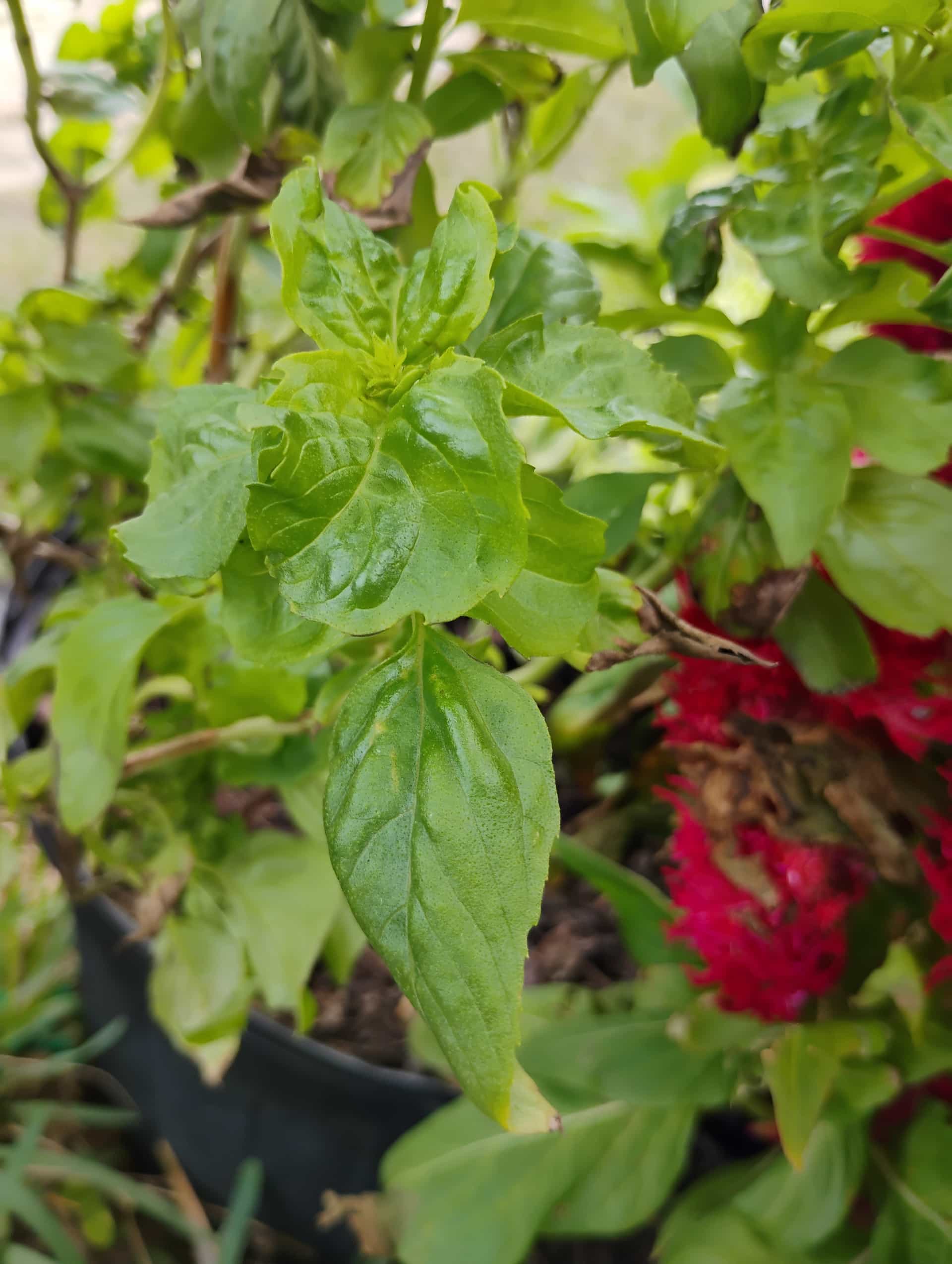 Basil (Ocimum basilicum), Herb