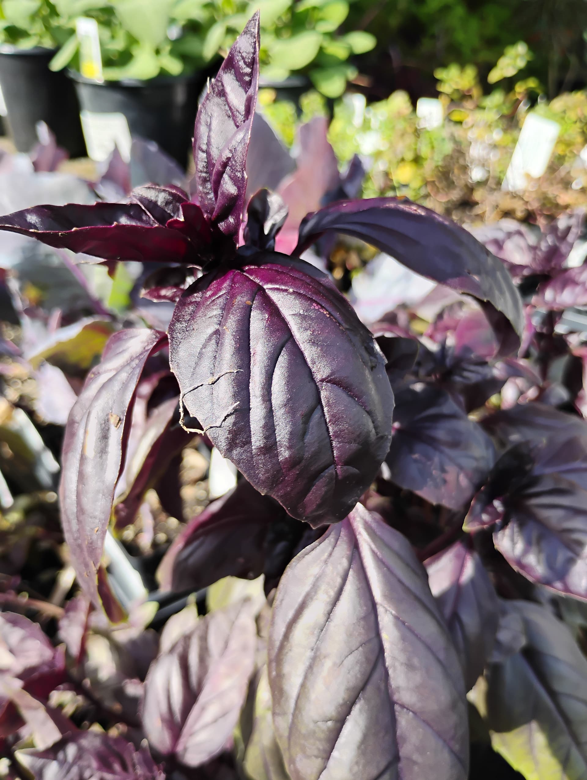 Herb plants at Southern Horticulture