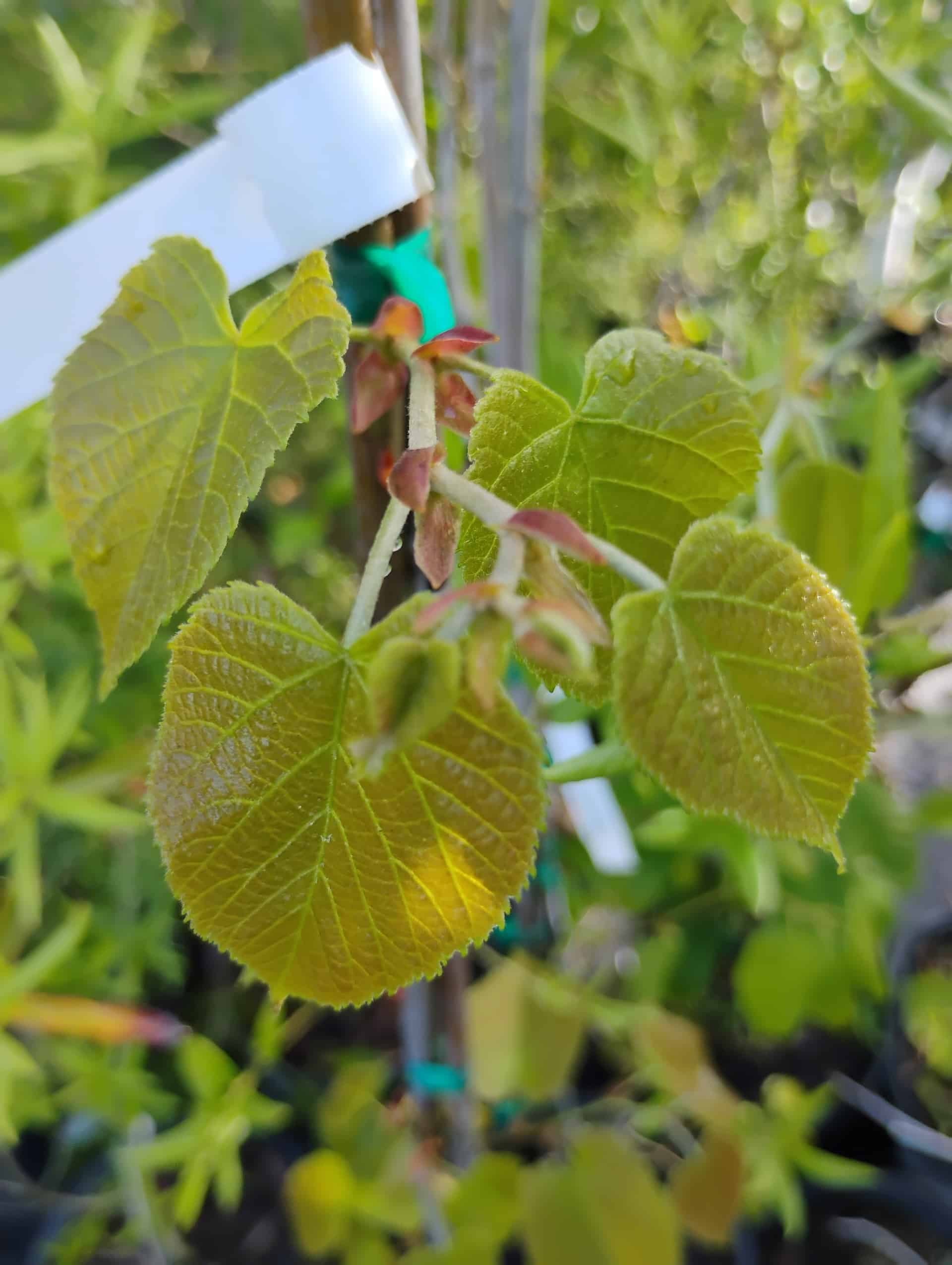 Basswood (Tilia americana), Tree
