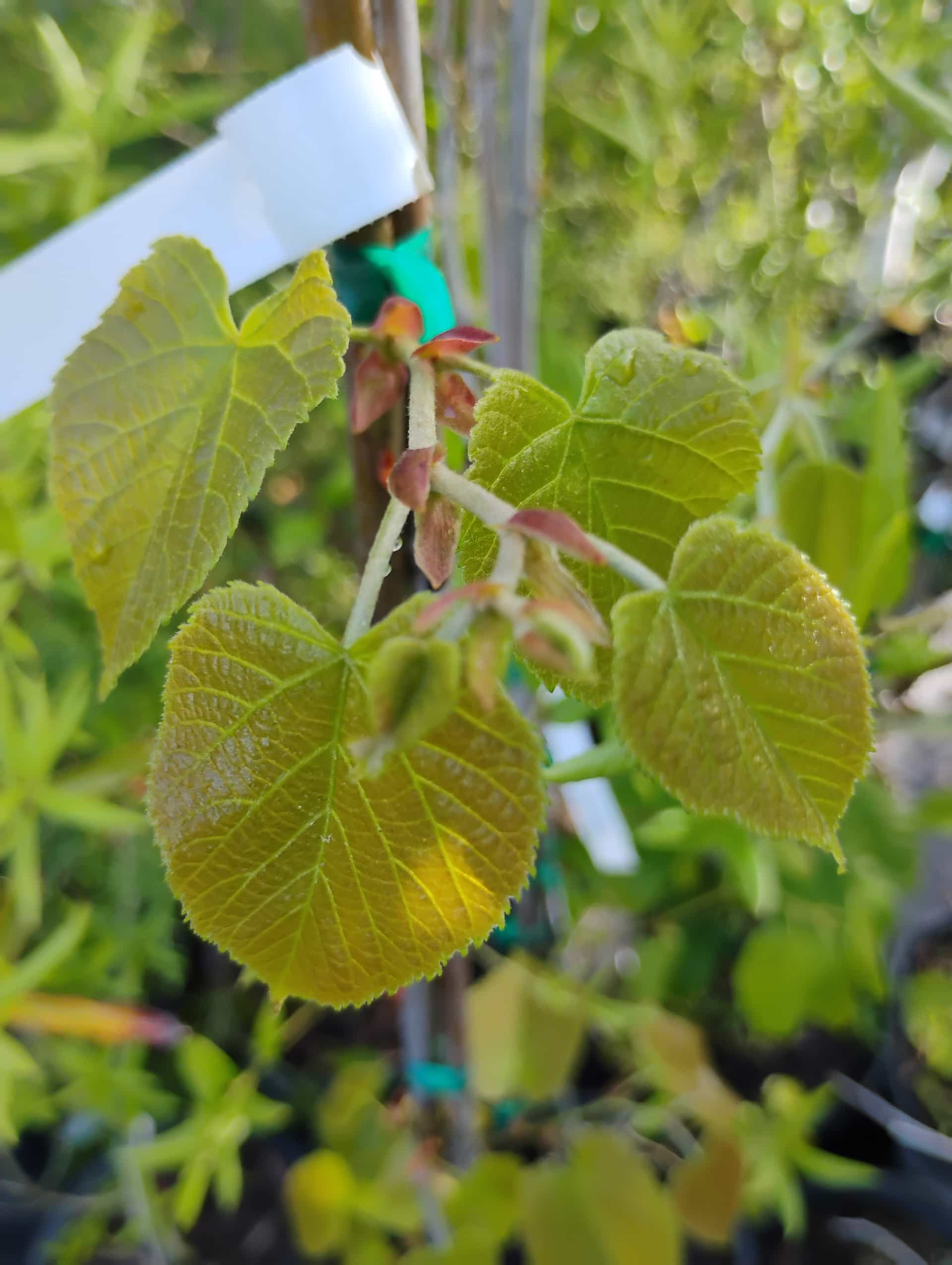Basswood (Tilia americana), Tree