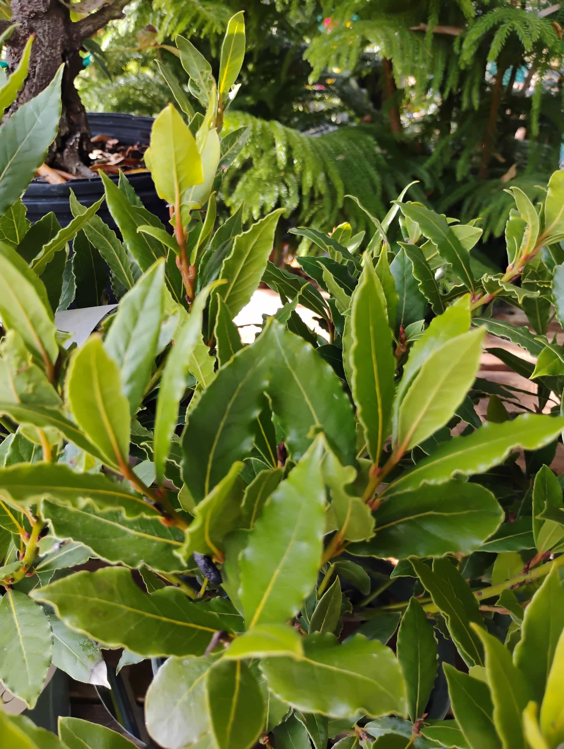 Bay Laurel (Laurus nobilis), Herb