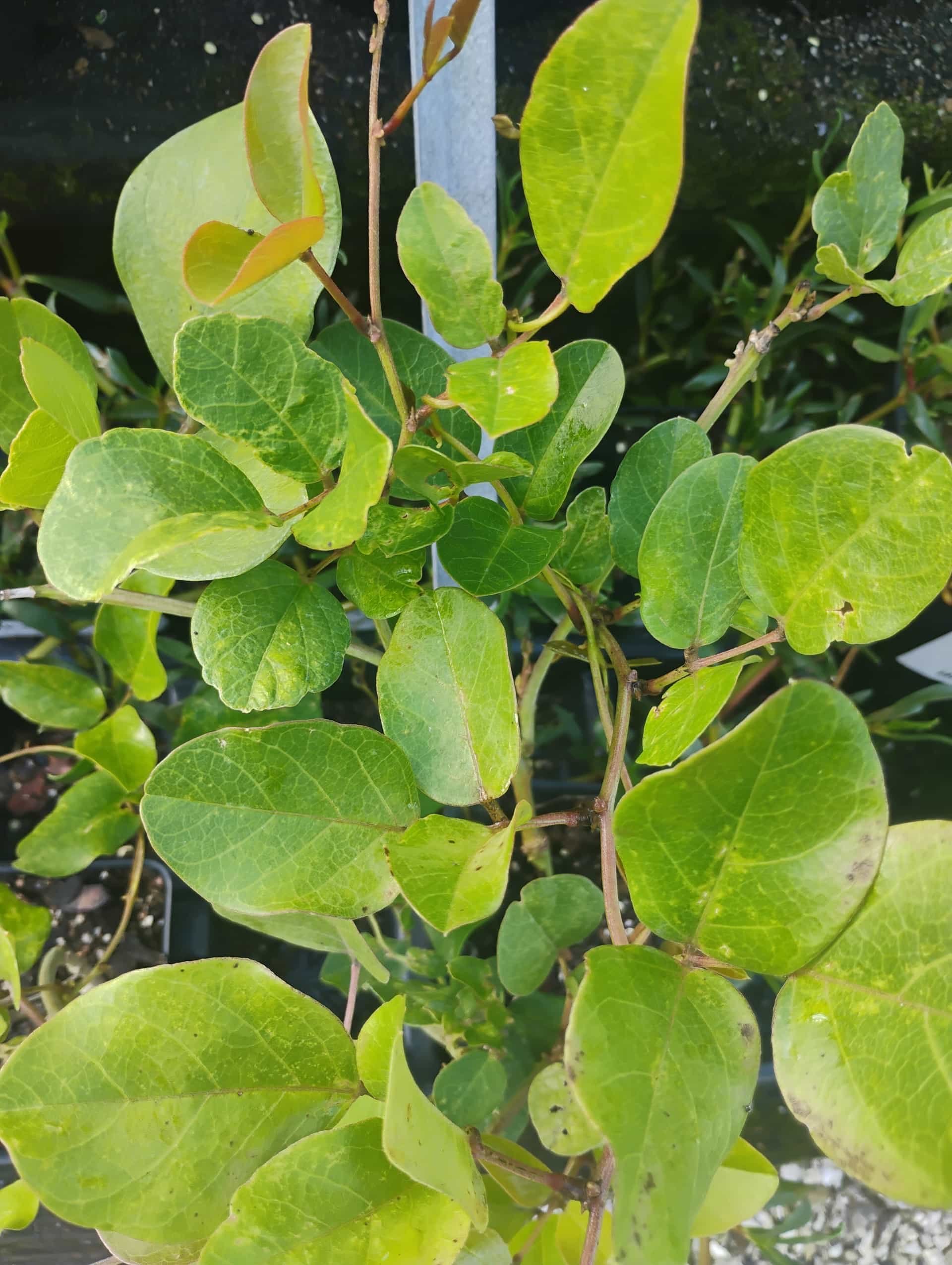 Beach Bean (Canavalia rosea), Vine