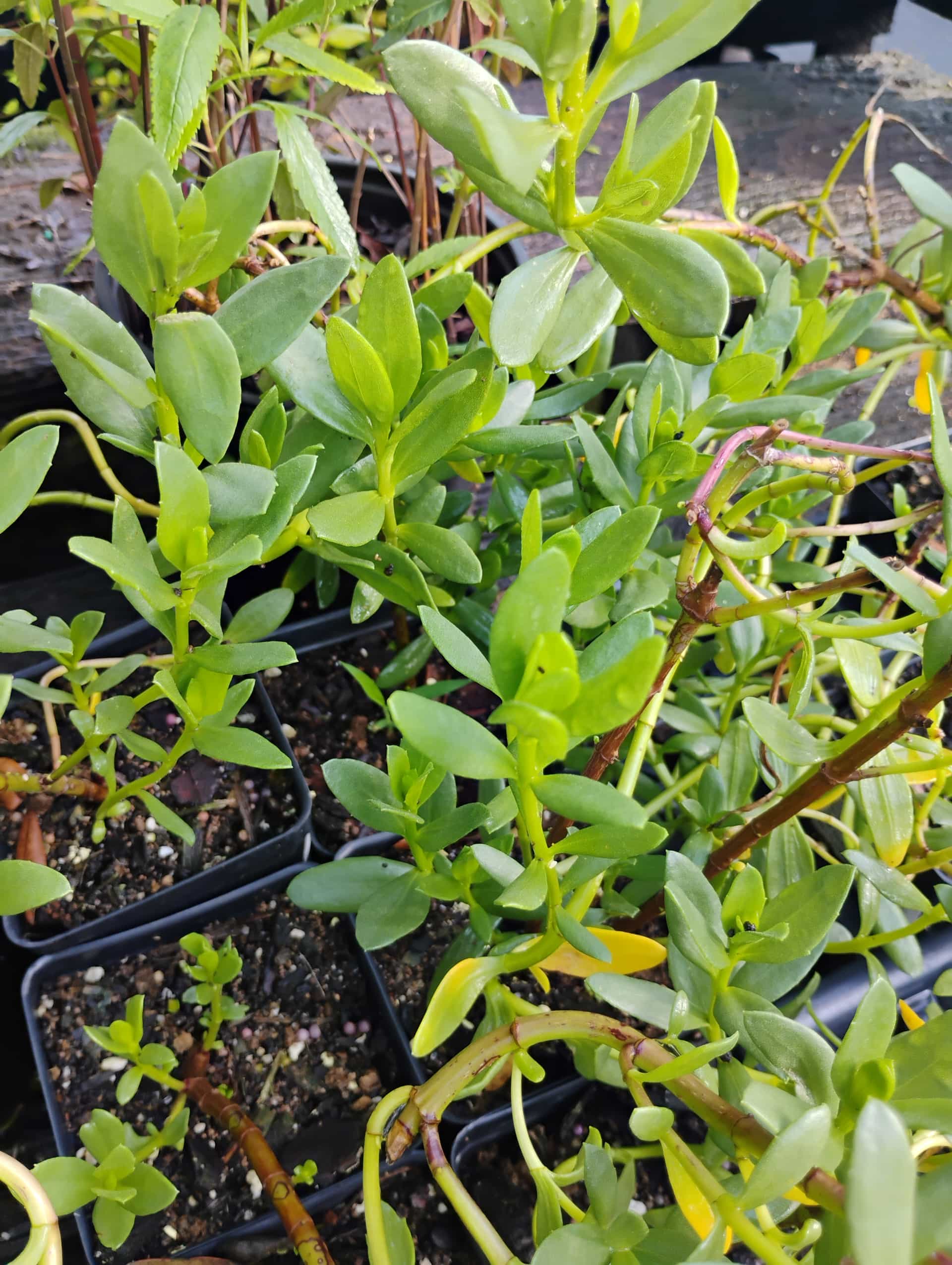 Beach Elder (Iva imbricata), Shrub