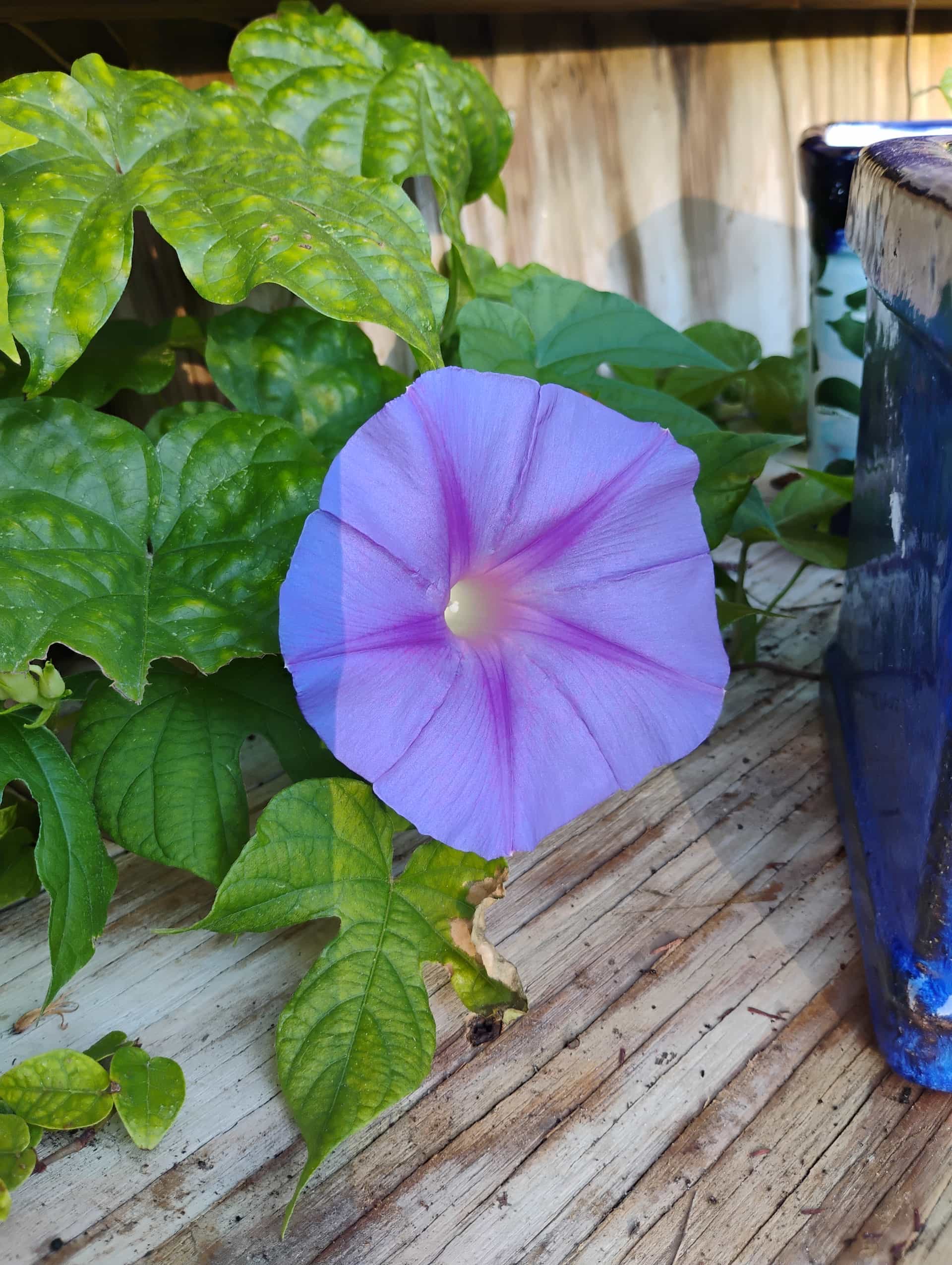 Beach Morning Glory (Ipomoea imperati), Vine