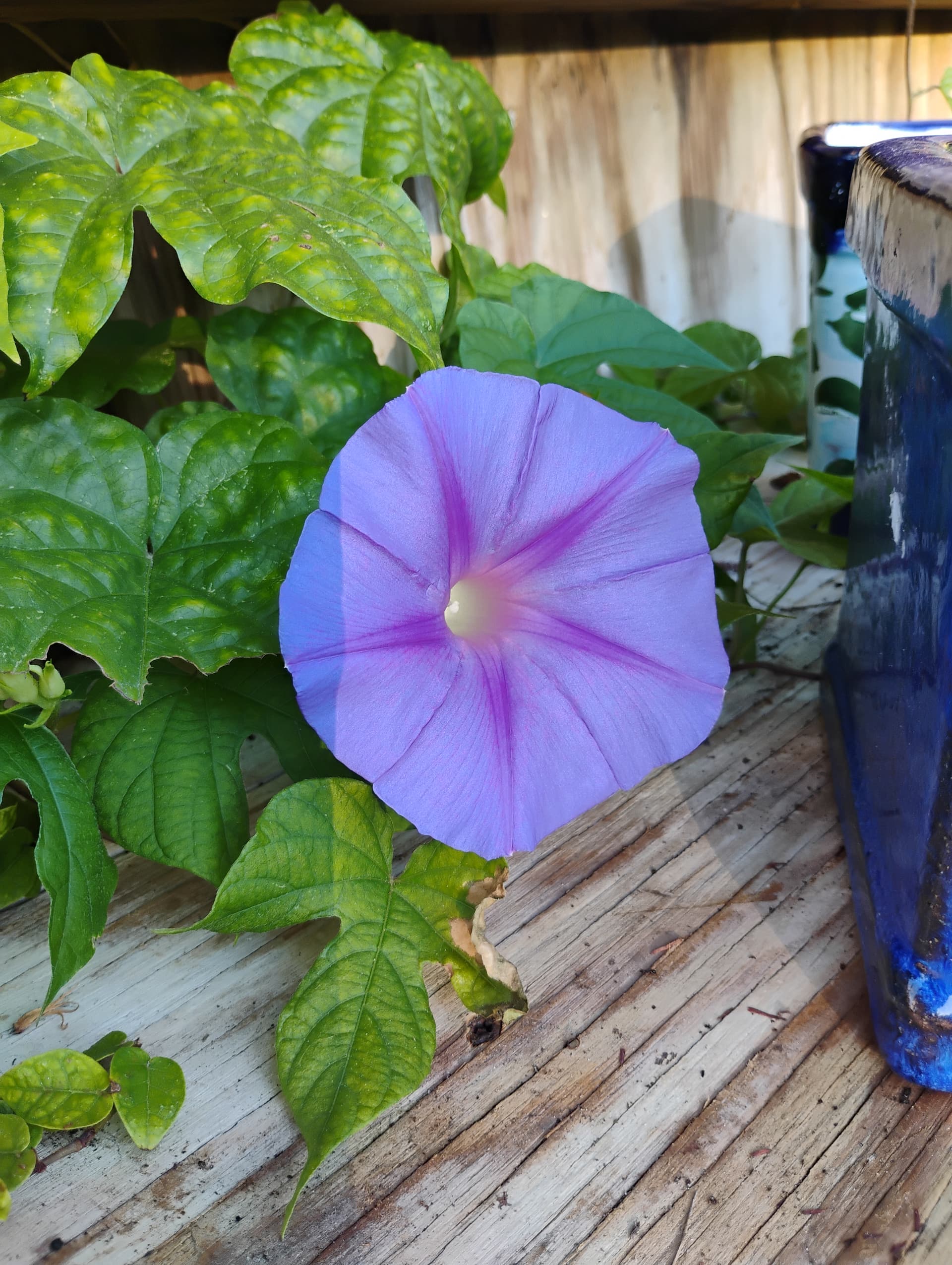 Beach Morning Glory