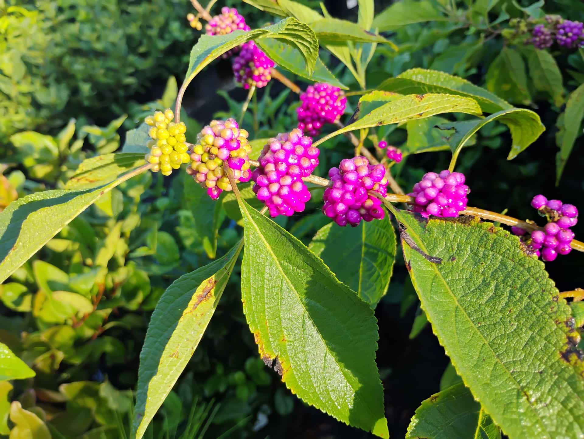 Beautyberry (Callicarpa americana), Shrub