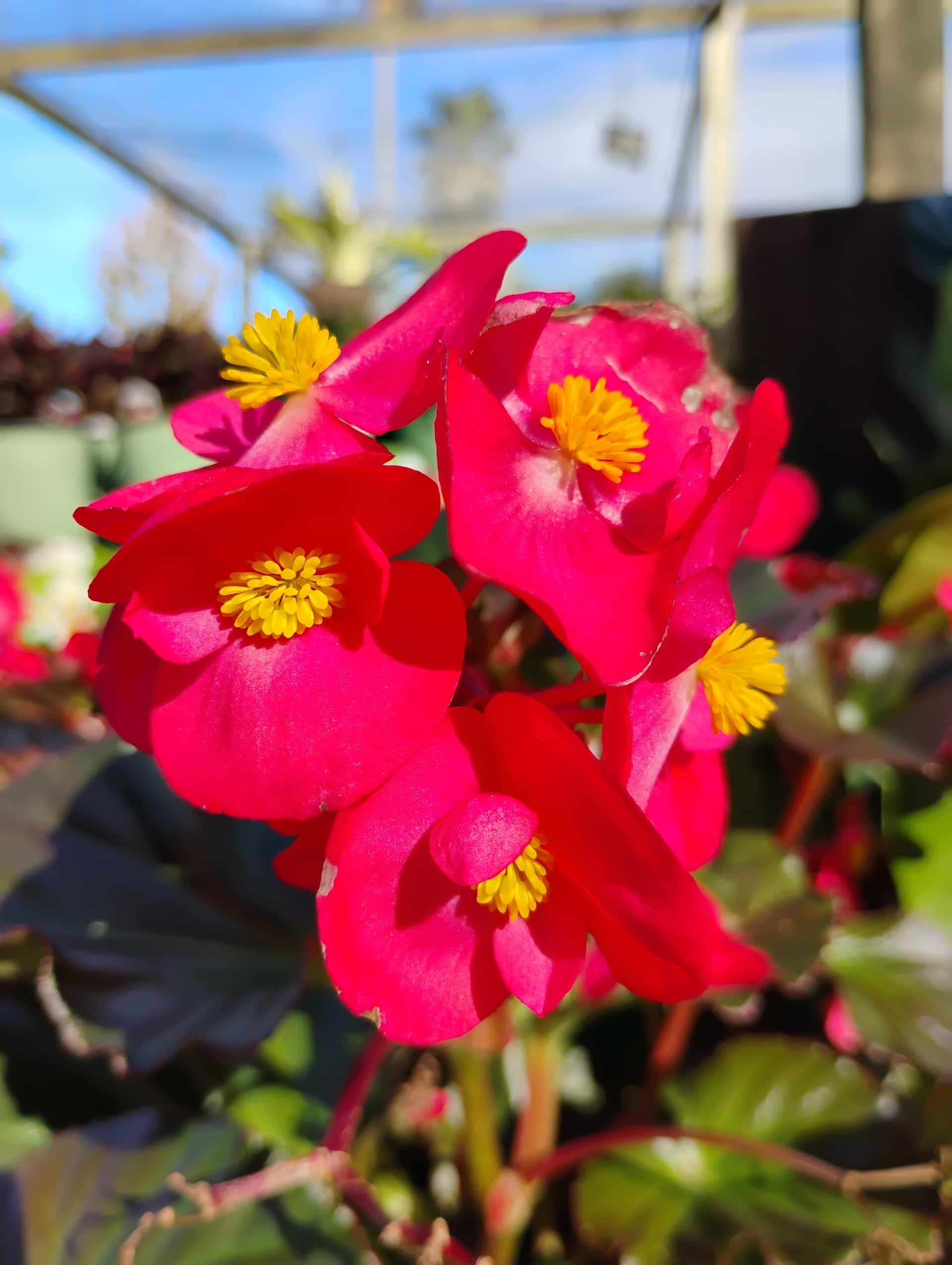 Begonia (Begonia hybrida), Annual