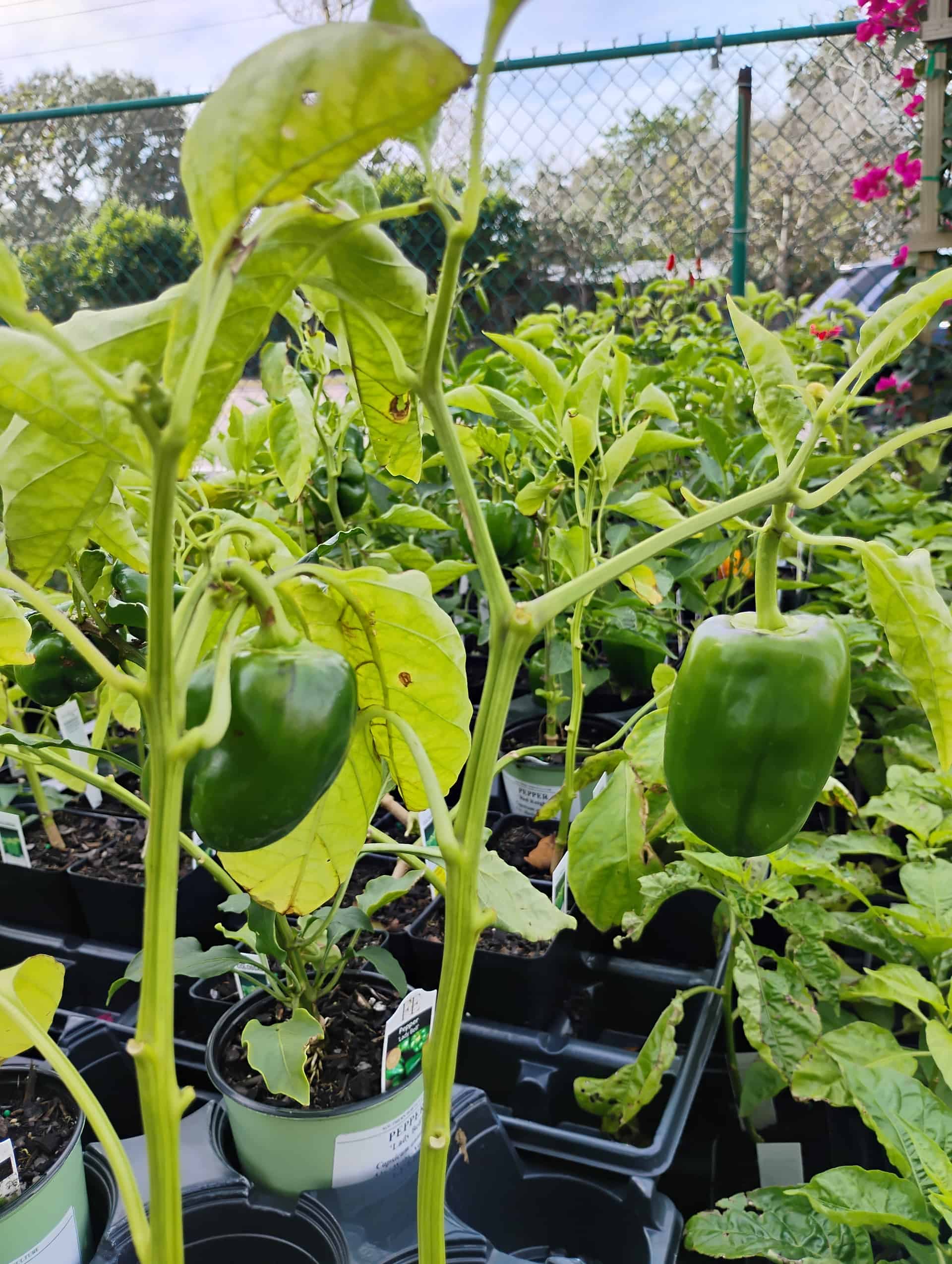 Bell Pepper