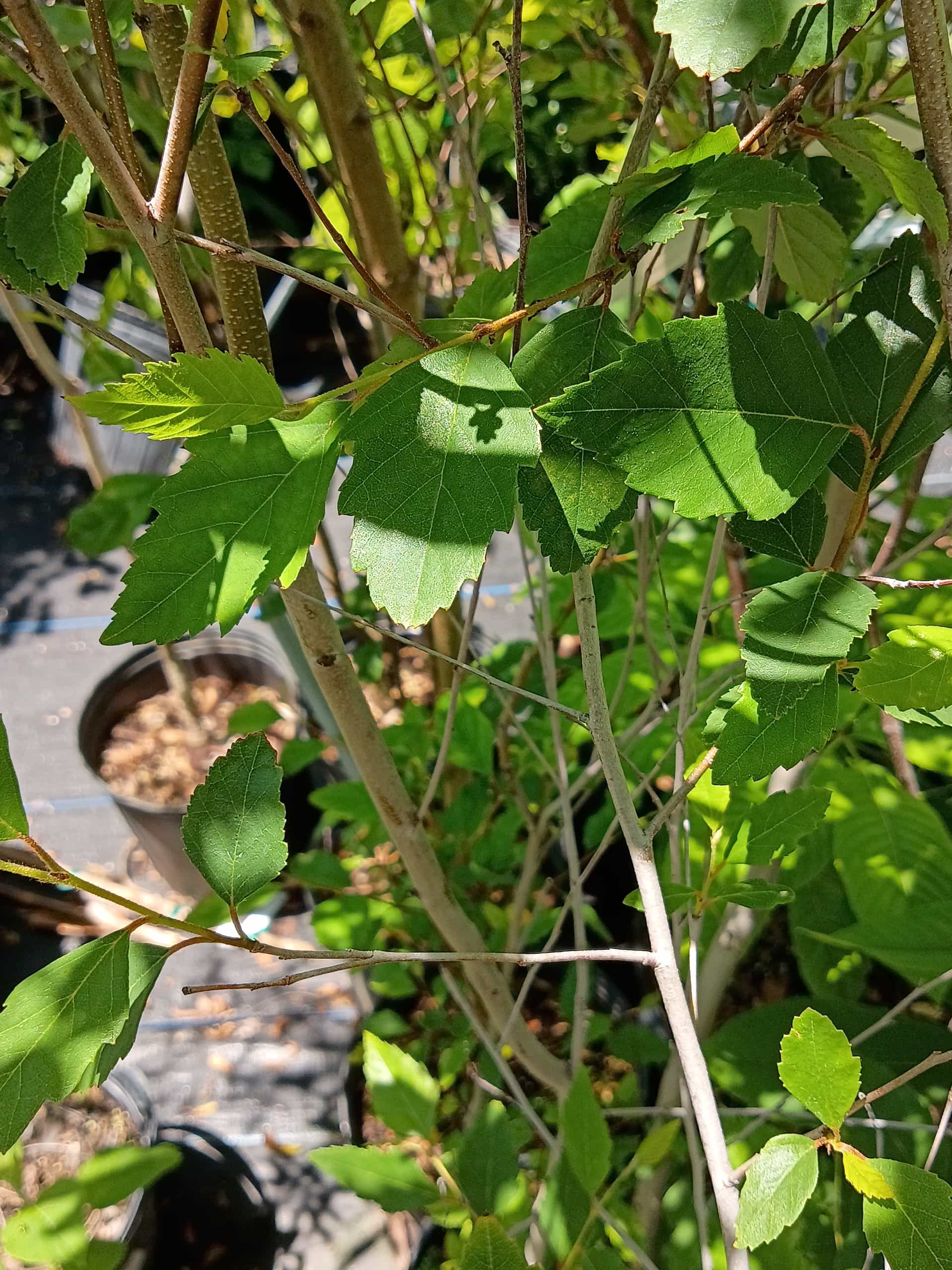 River Birch (Betula nigra), Tree