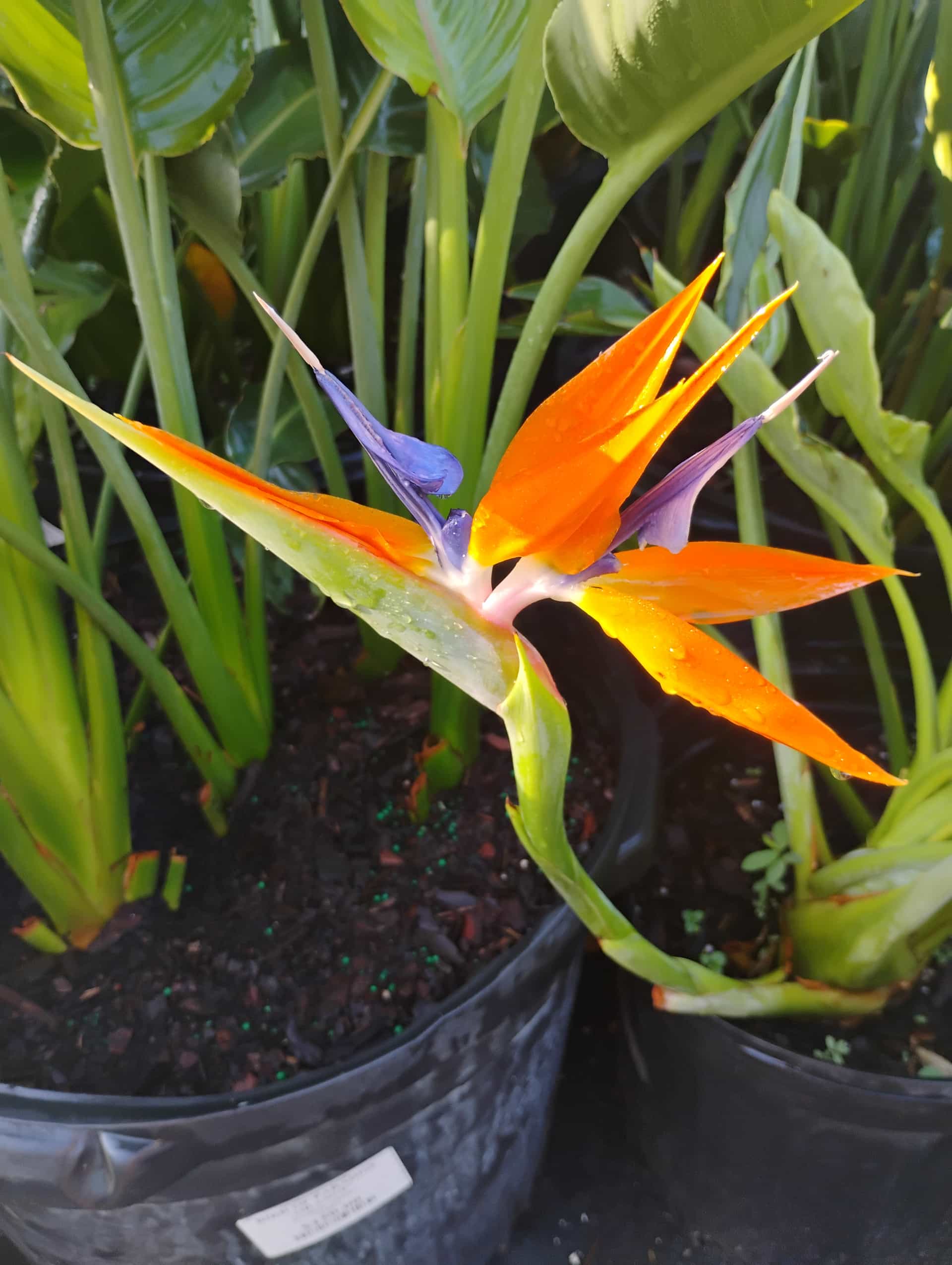 Bird of Paradise (Strelitzia reginae), Perennial