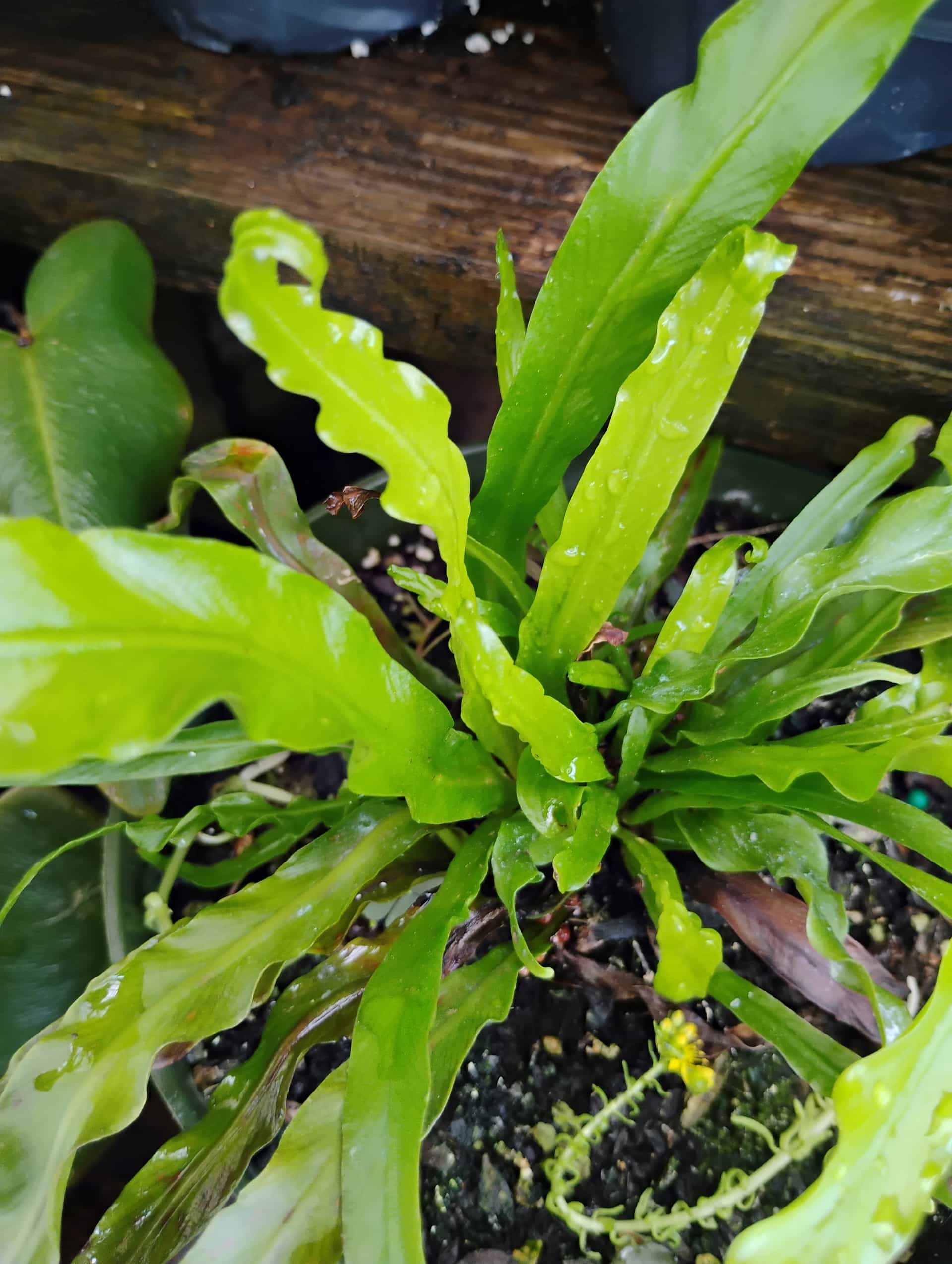 Bird's Nest Fern (Asplenium nidus), Fern