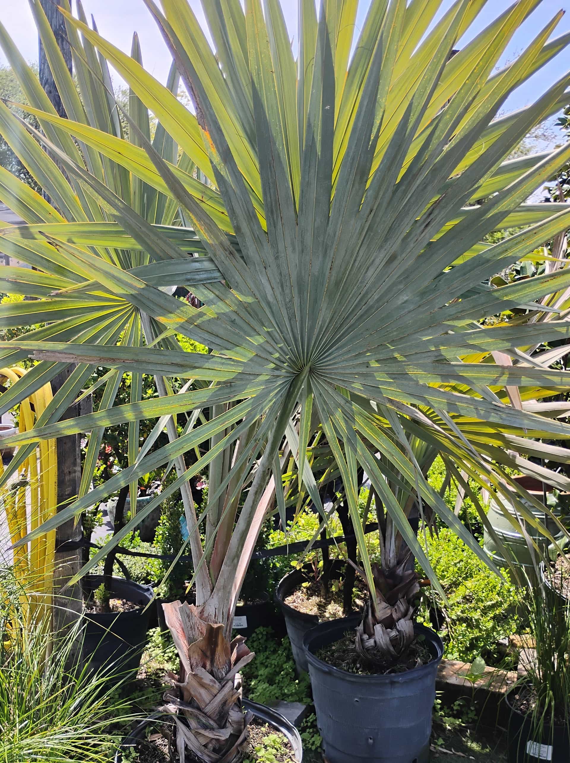 Bismarck Palm (Bismarckia nobilis), Palm