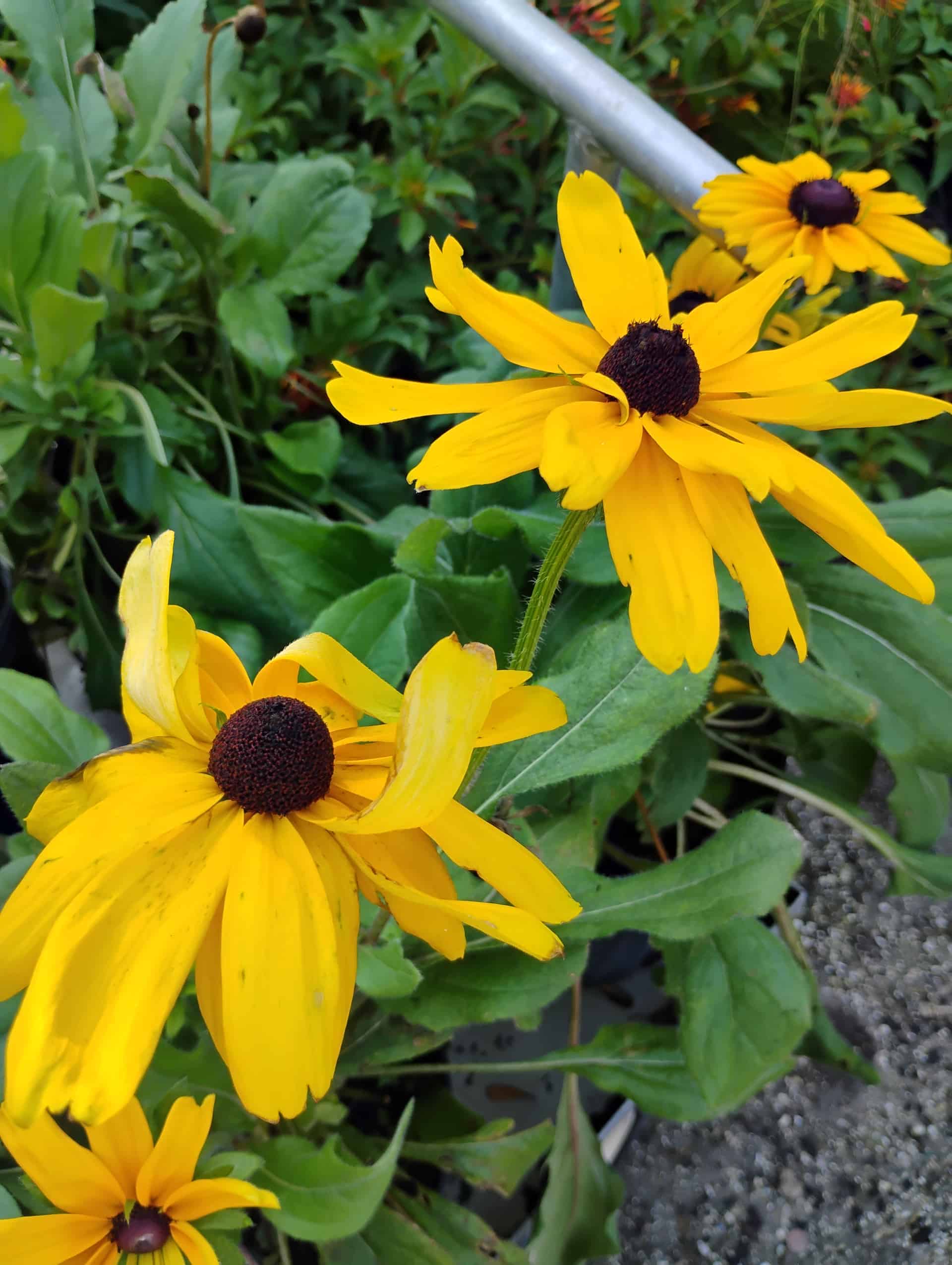 Black Eyed Susan