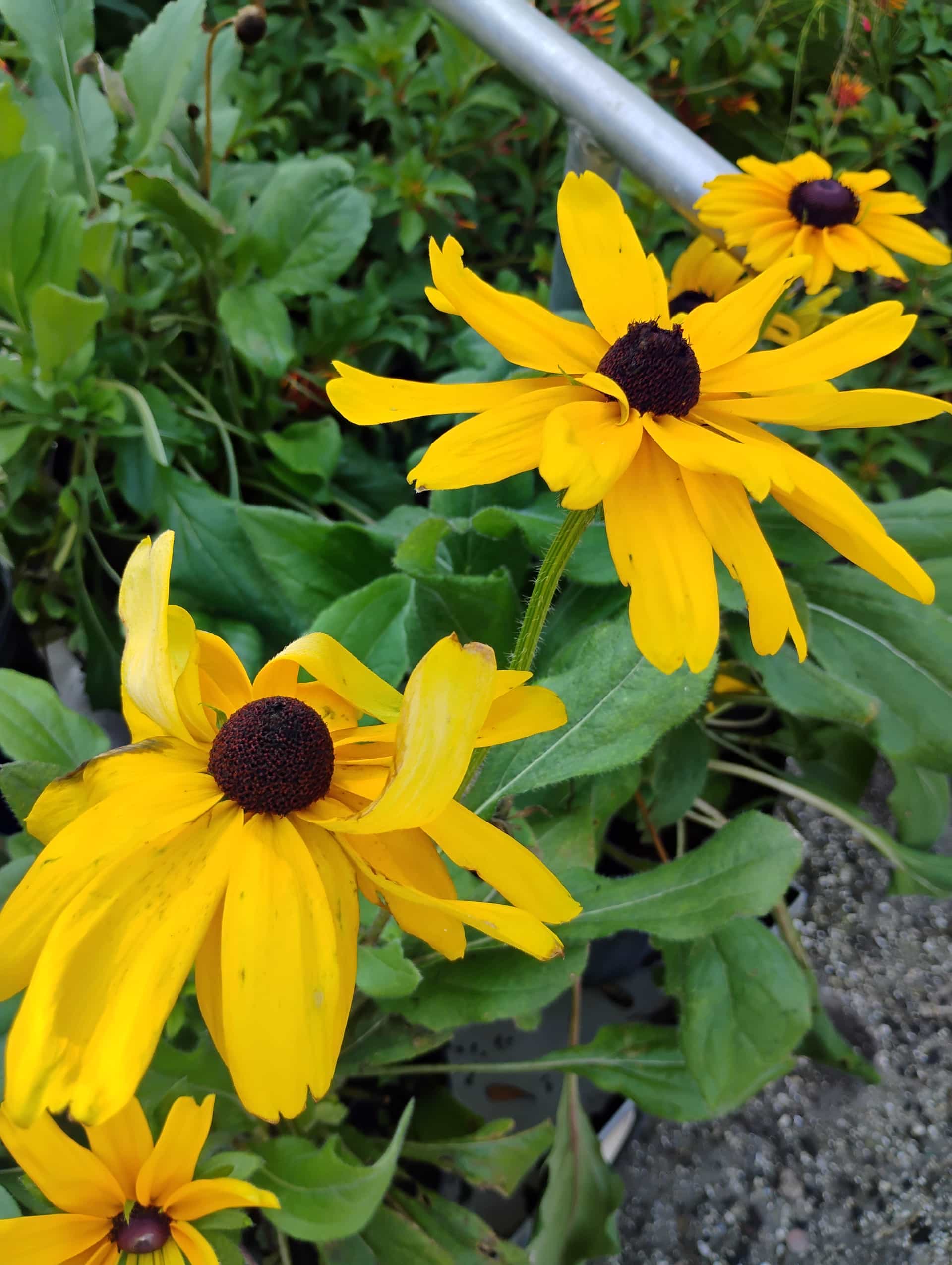 Black Eyed Susan (Rudbeckia hirta), Perennial