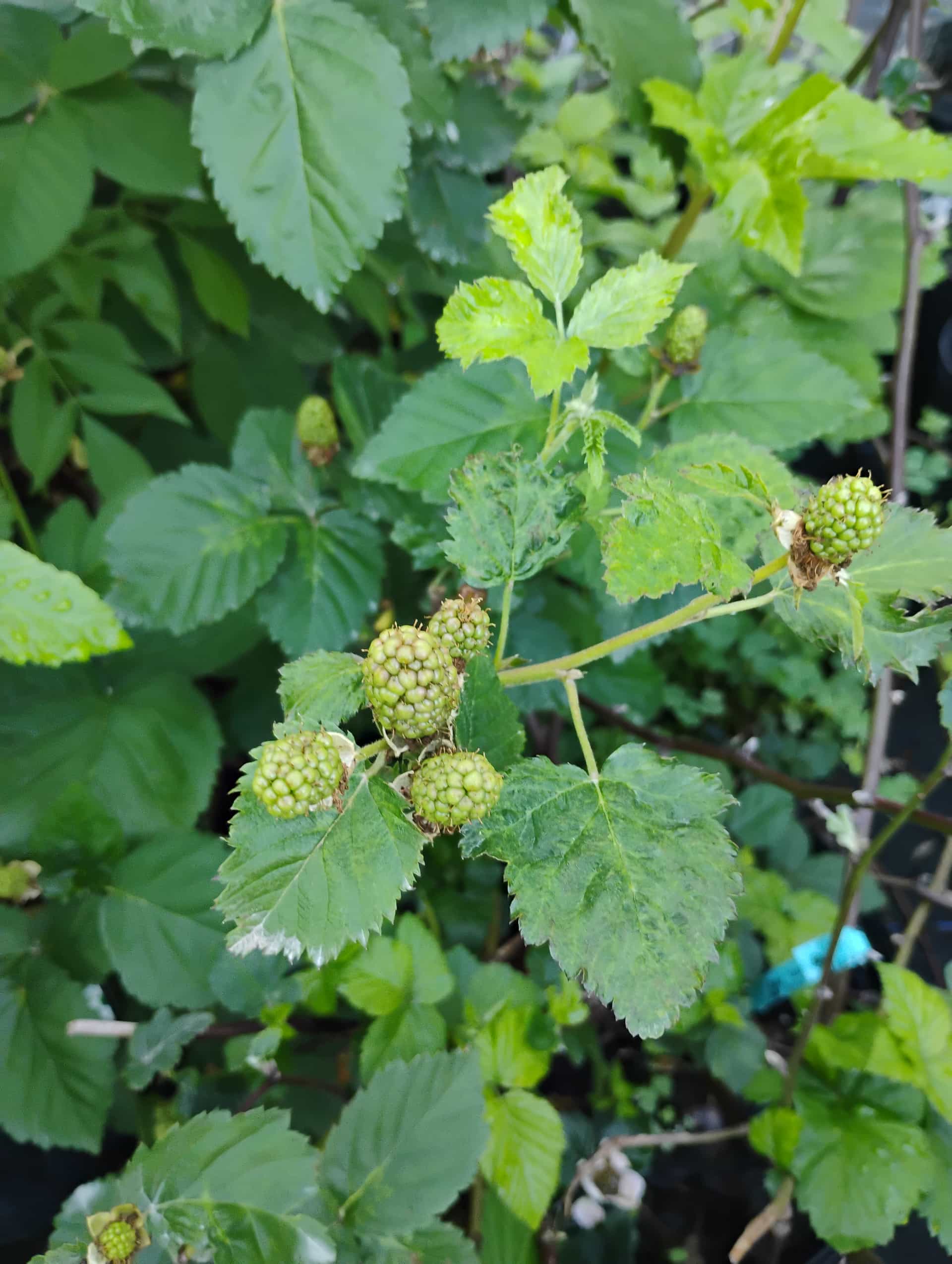 Blackberry (Rubus fruticosus), Shrub