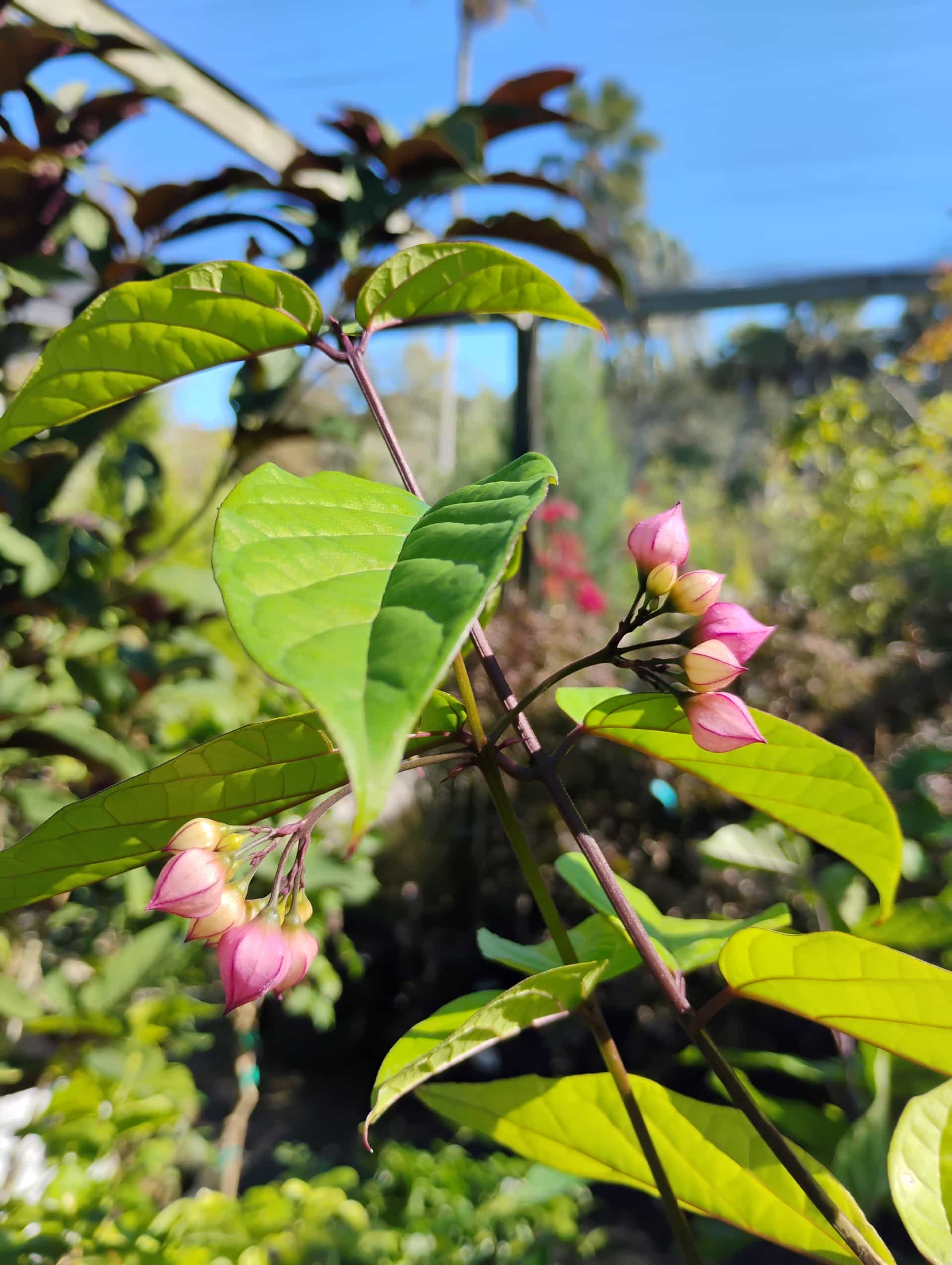 Bleeding Heart Vine (Clerodendrum thomsoniae), Vine