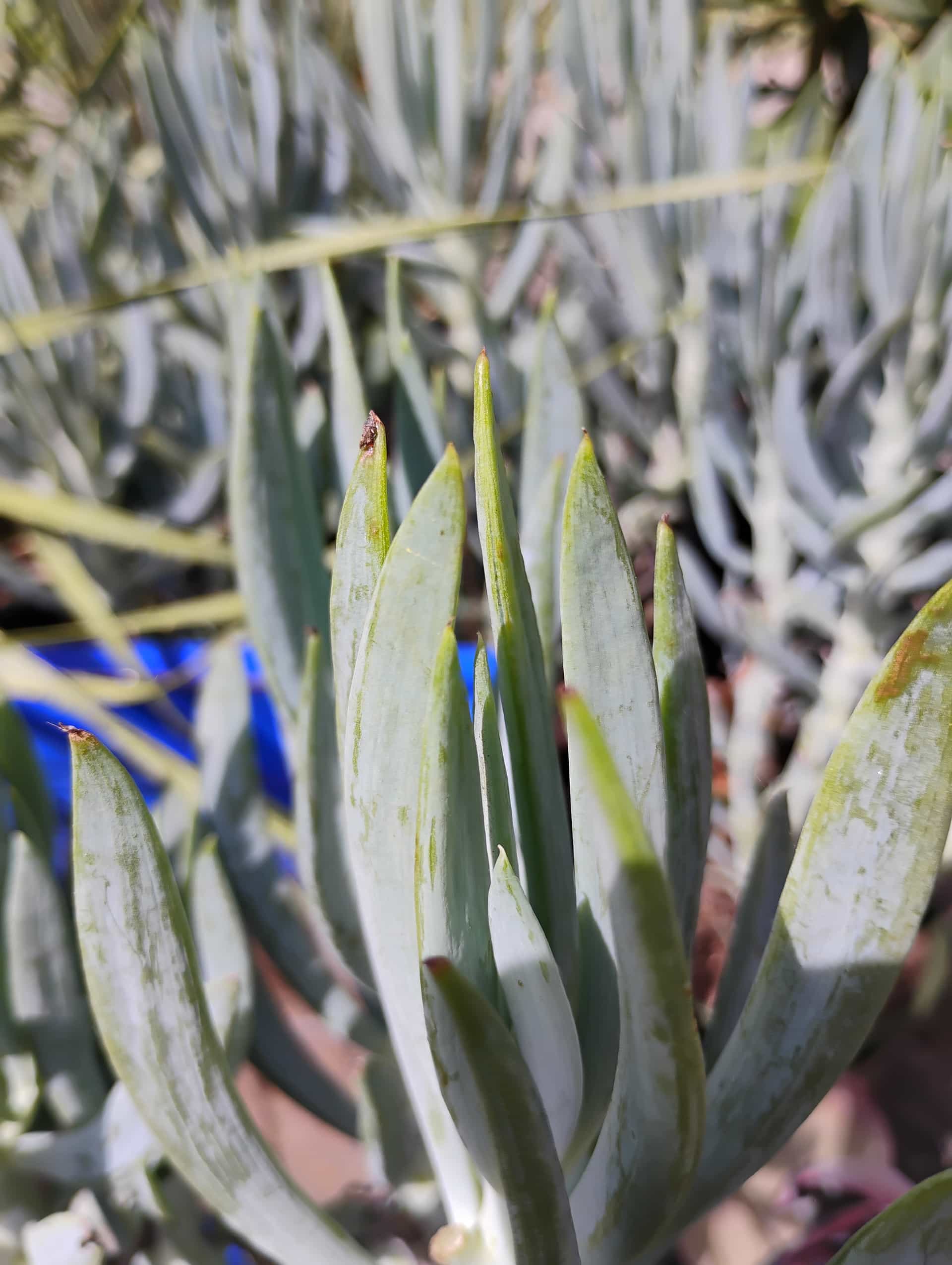 Blue Chalk Sticks (Curio repens), Succulent