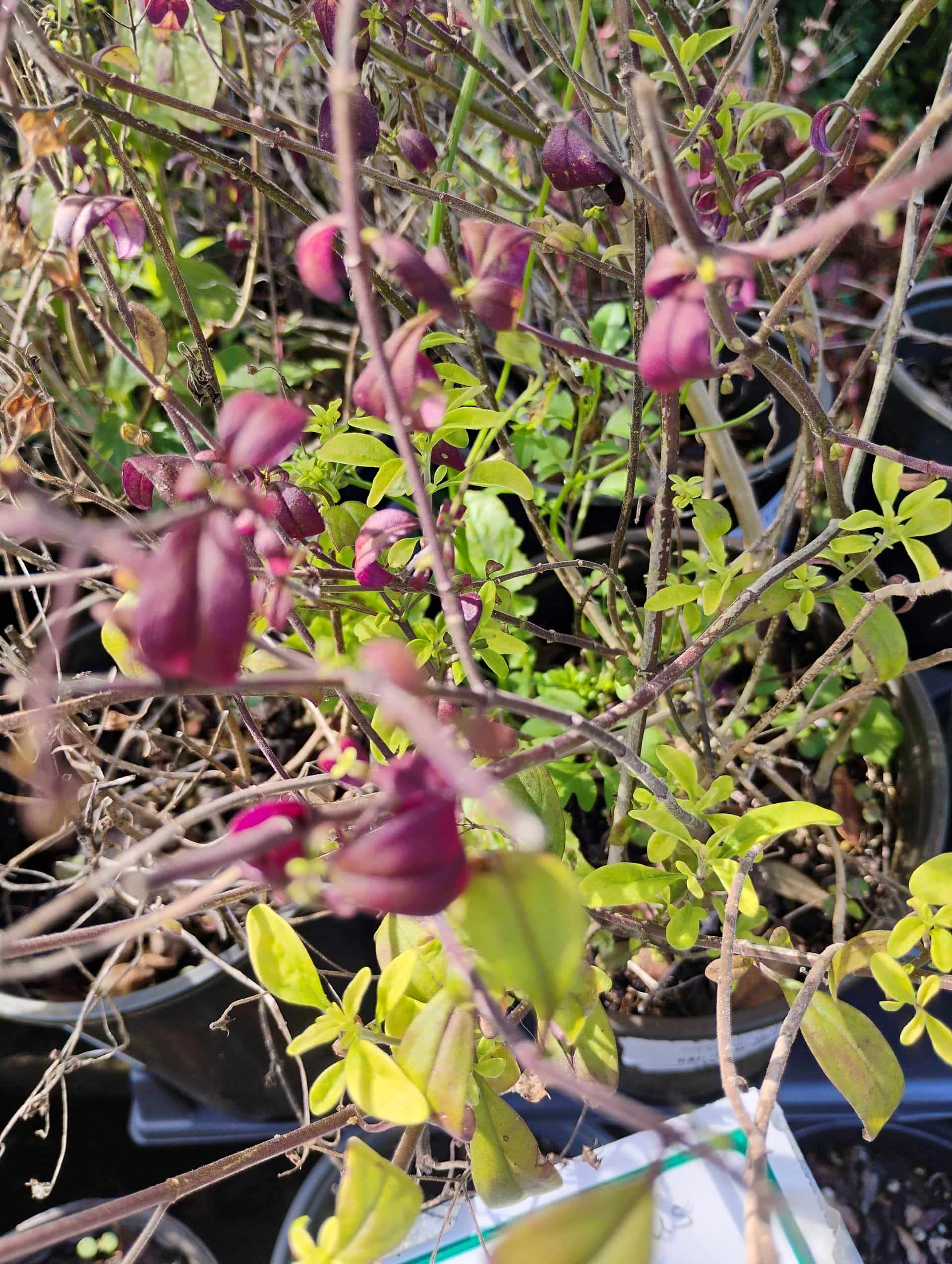 Forked Bluecurls (Trichostema dichotomum), Perennial