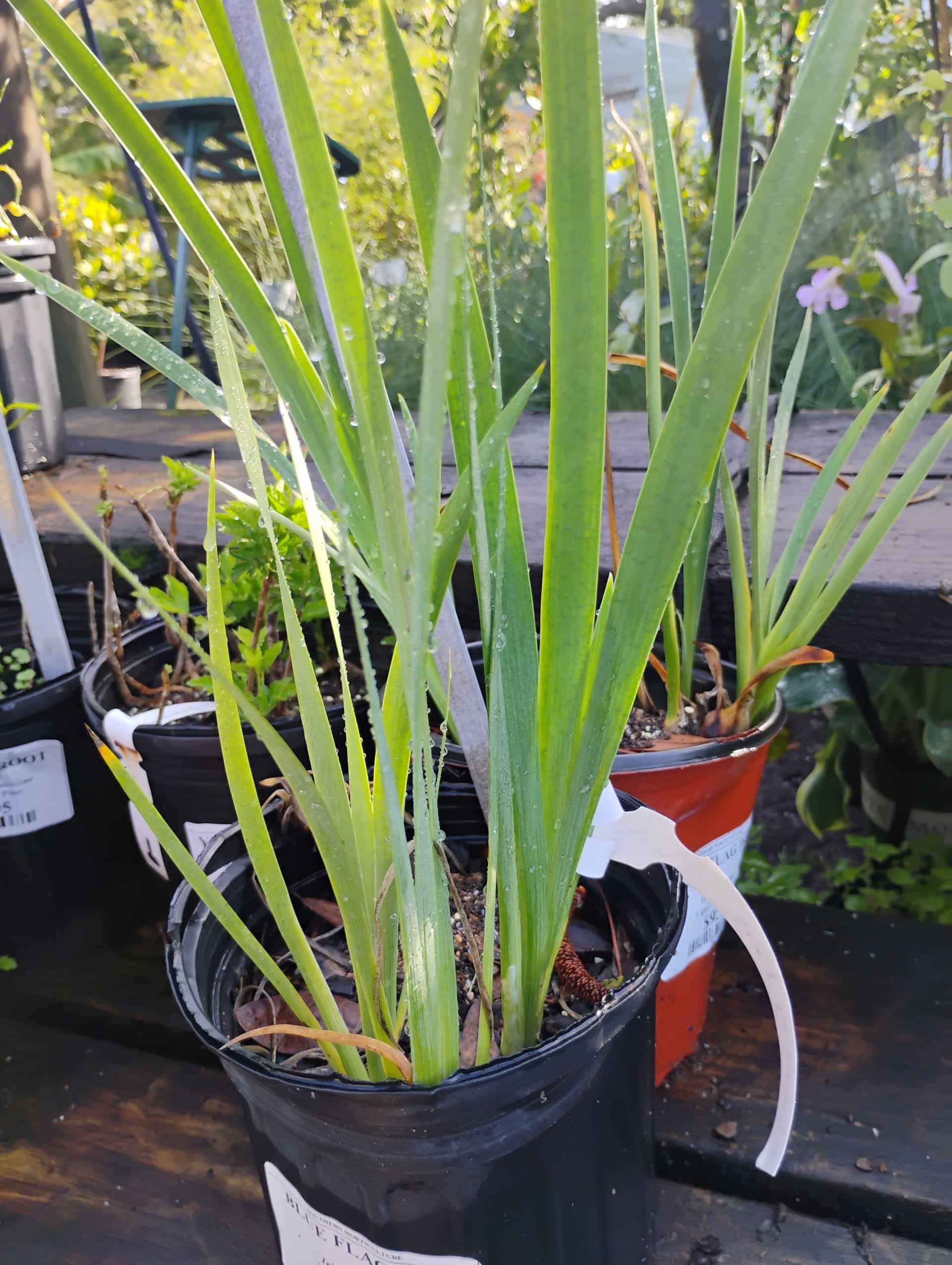 Southern Blue Flag (Iris virginica), Perennial