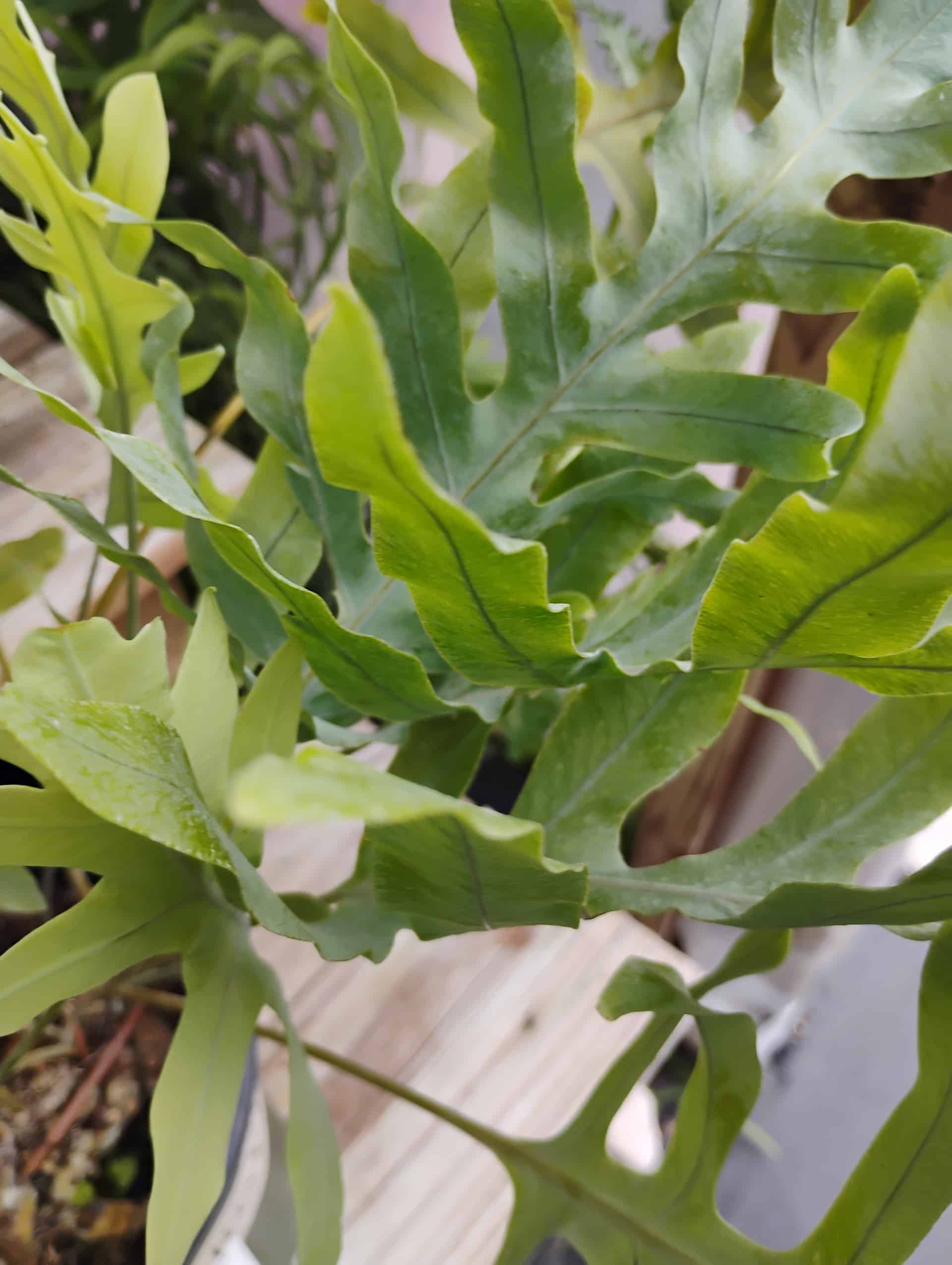 Blue Star Fern (Phlebodium aureum), Fern