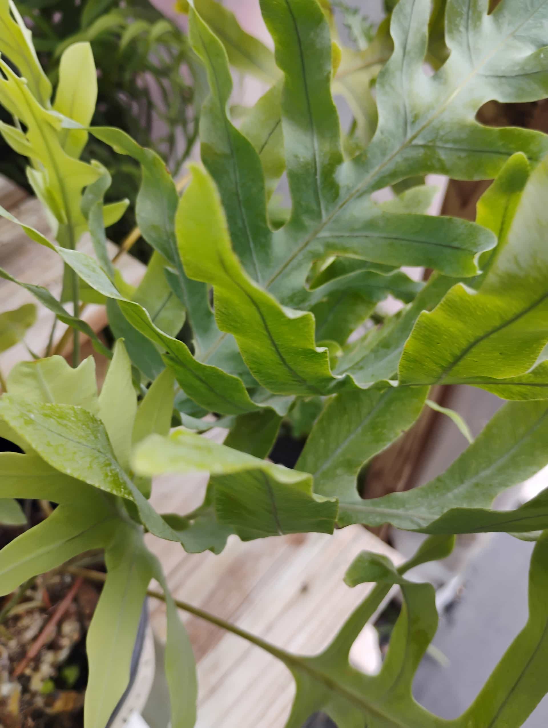 Blue Star Fern (Phlebodium aureum), Fern