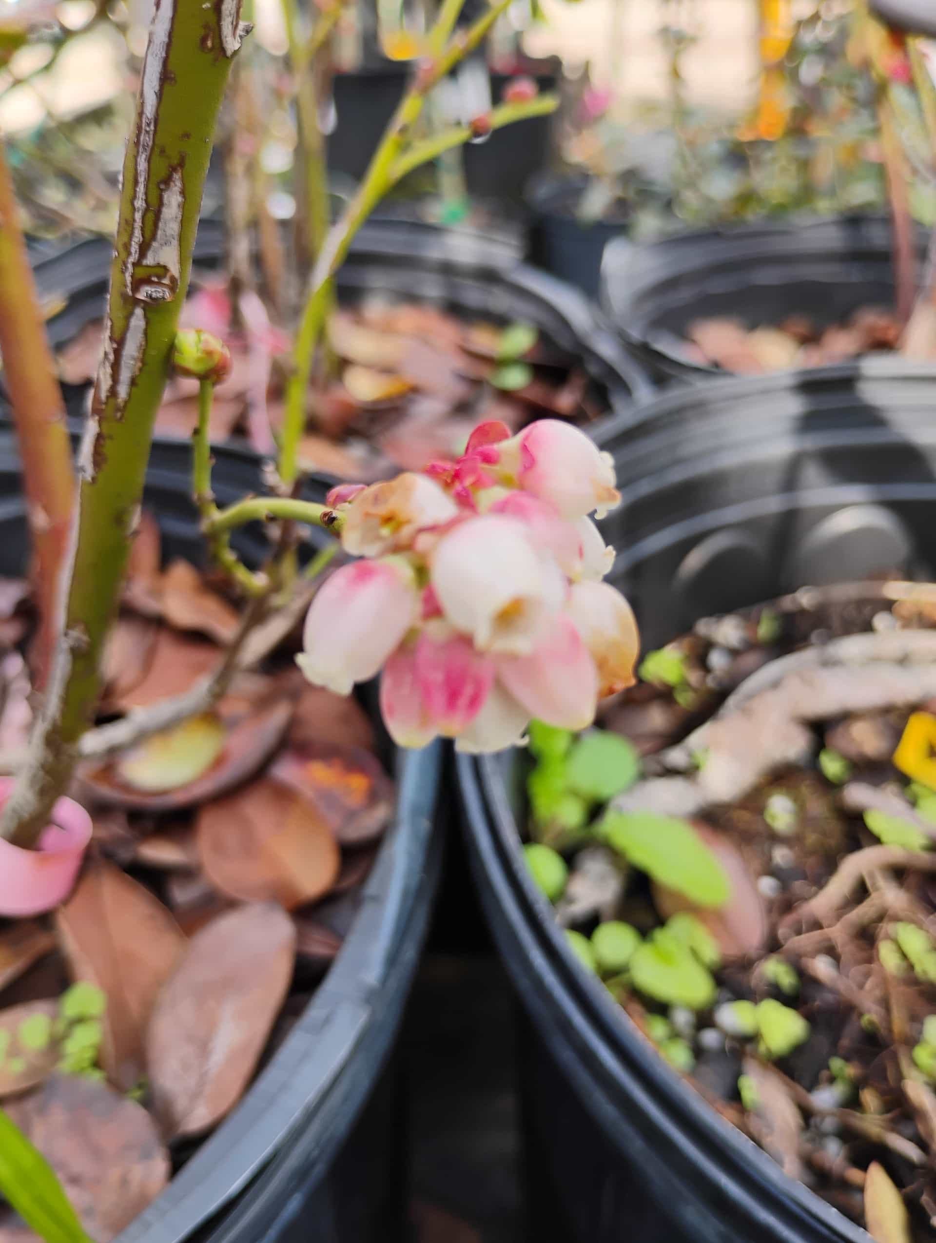 Blueberry (Vaccinium), Shrub