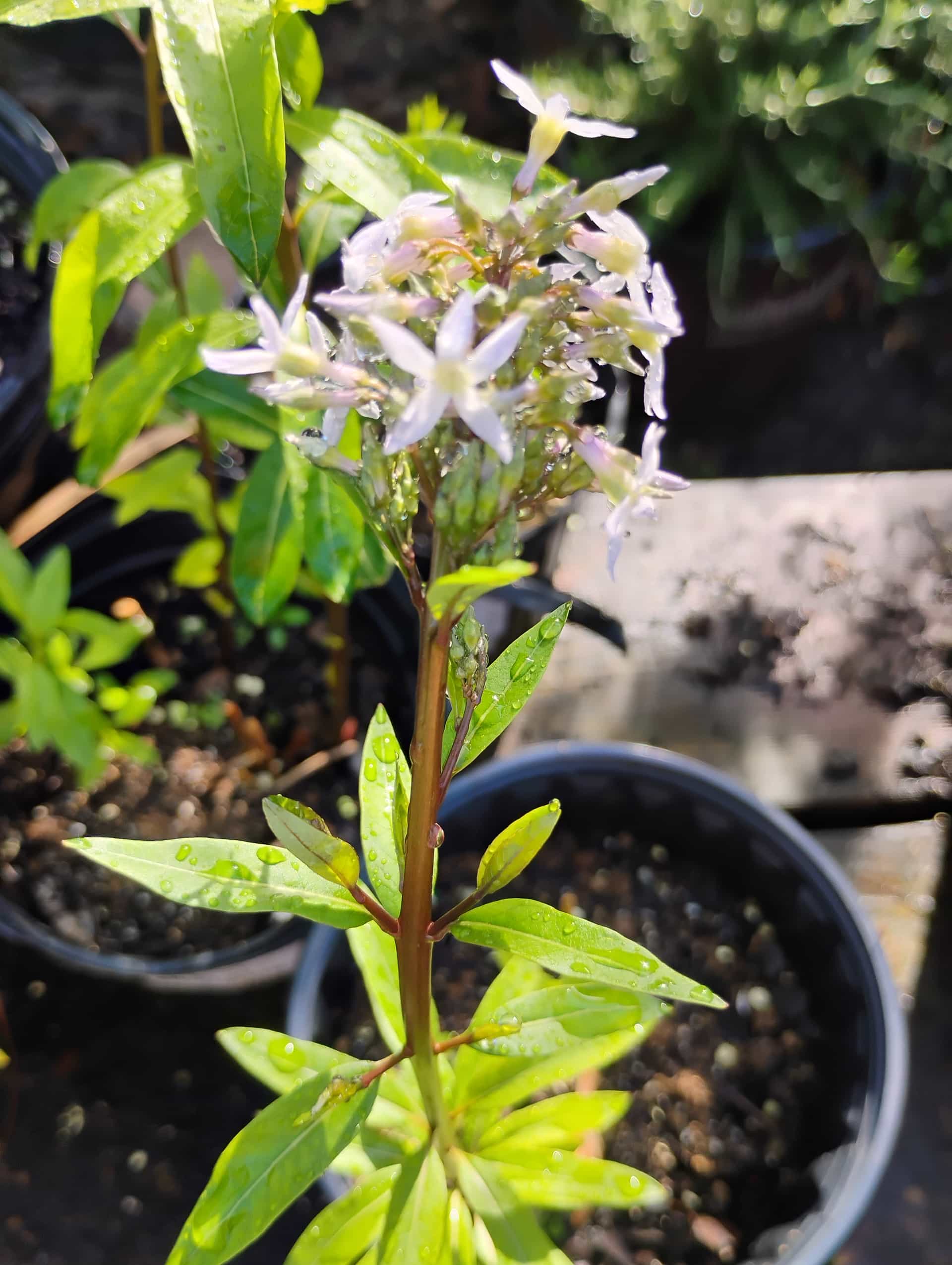 Bluestar (Amsonia tabernaemontana), Perennial