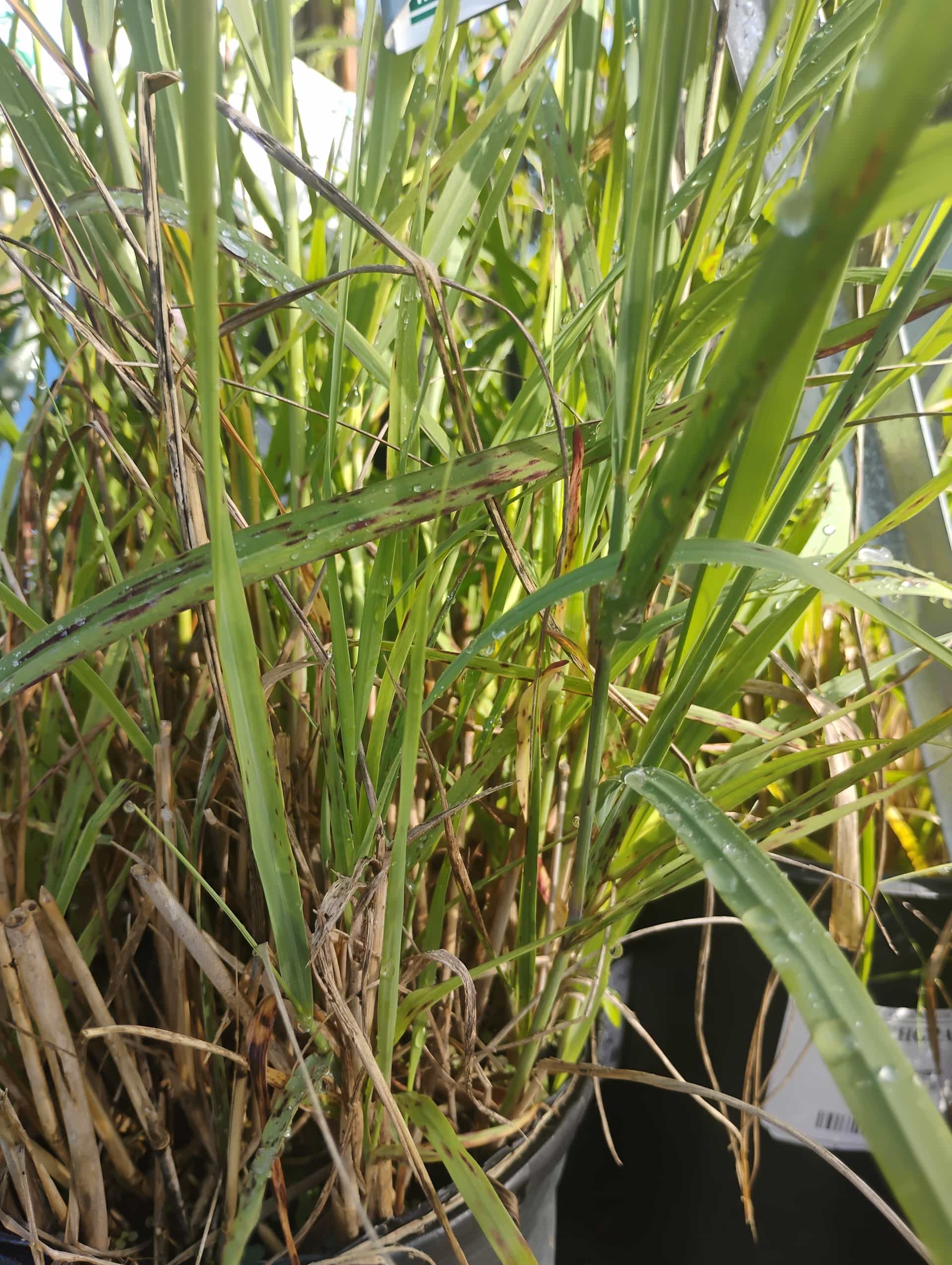 Bushy Bluestem (Andropogon glomeratus), Grass