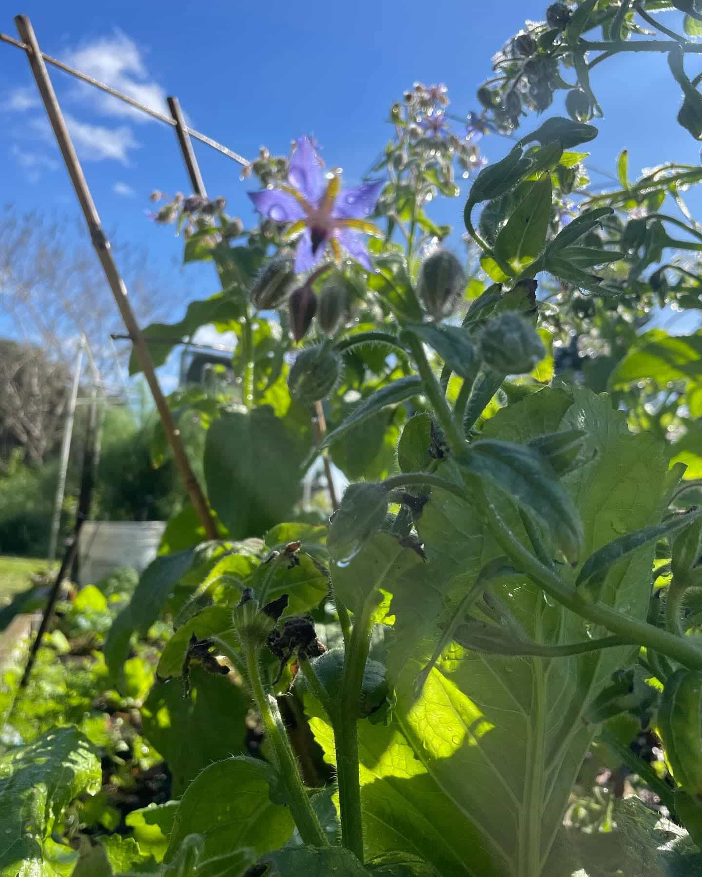 Borage (Borago officinalis), Herb
