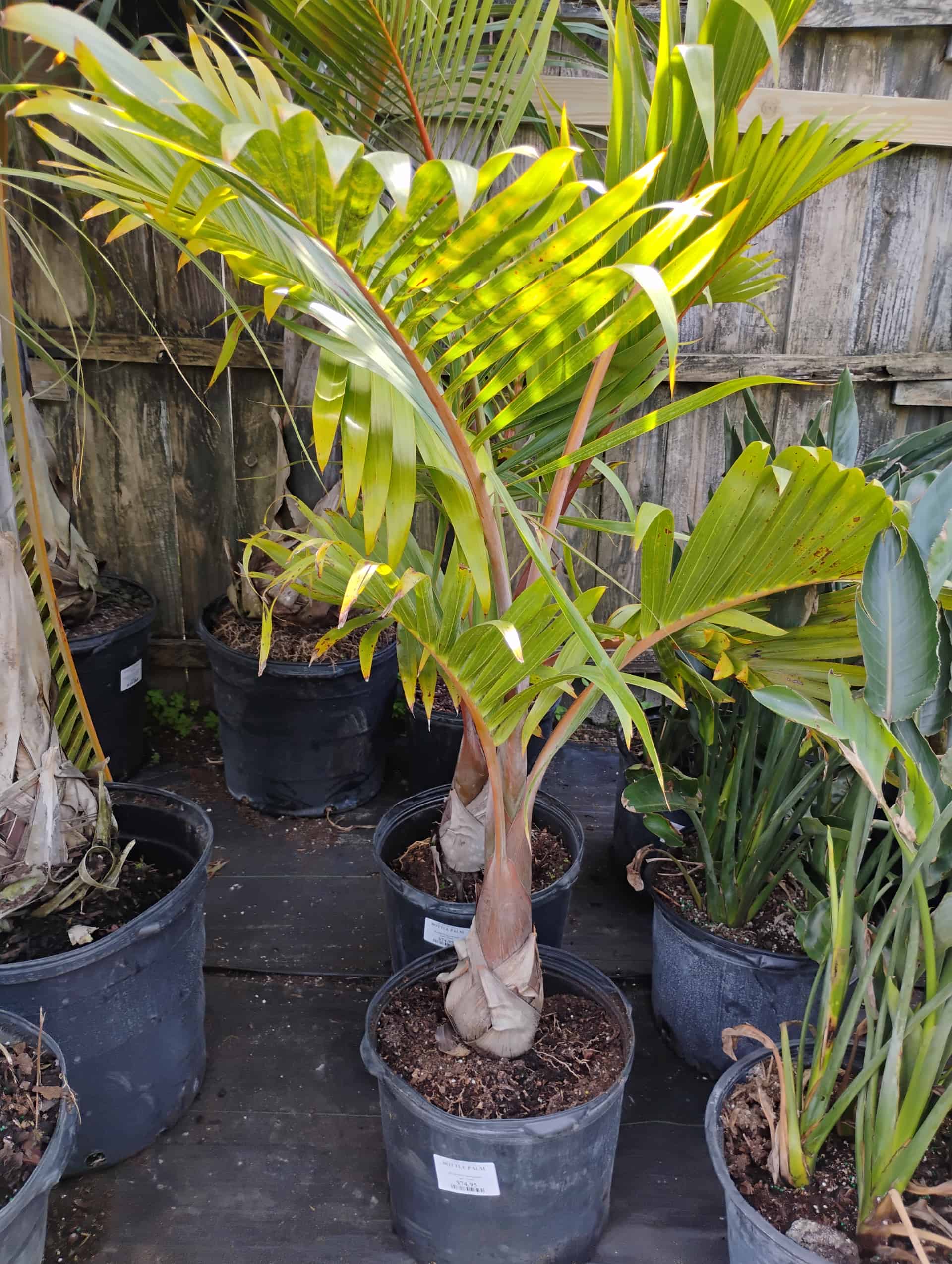 Bottle Palm (Hyophorbe lagenicaulis), Palm