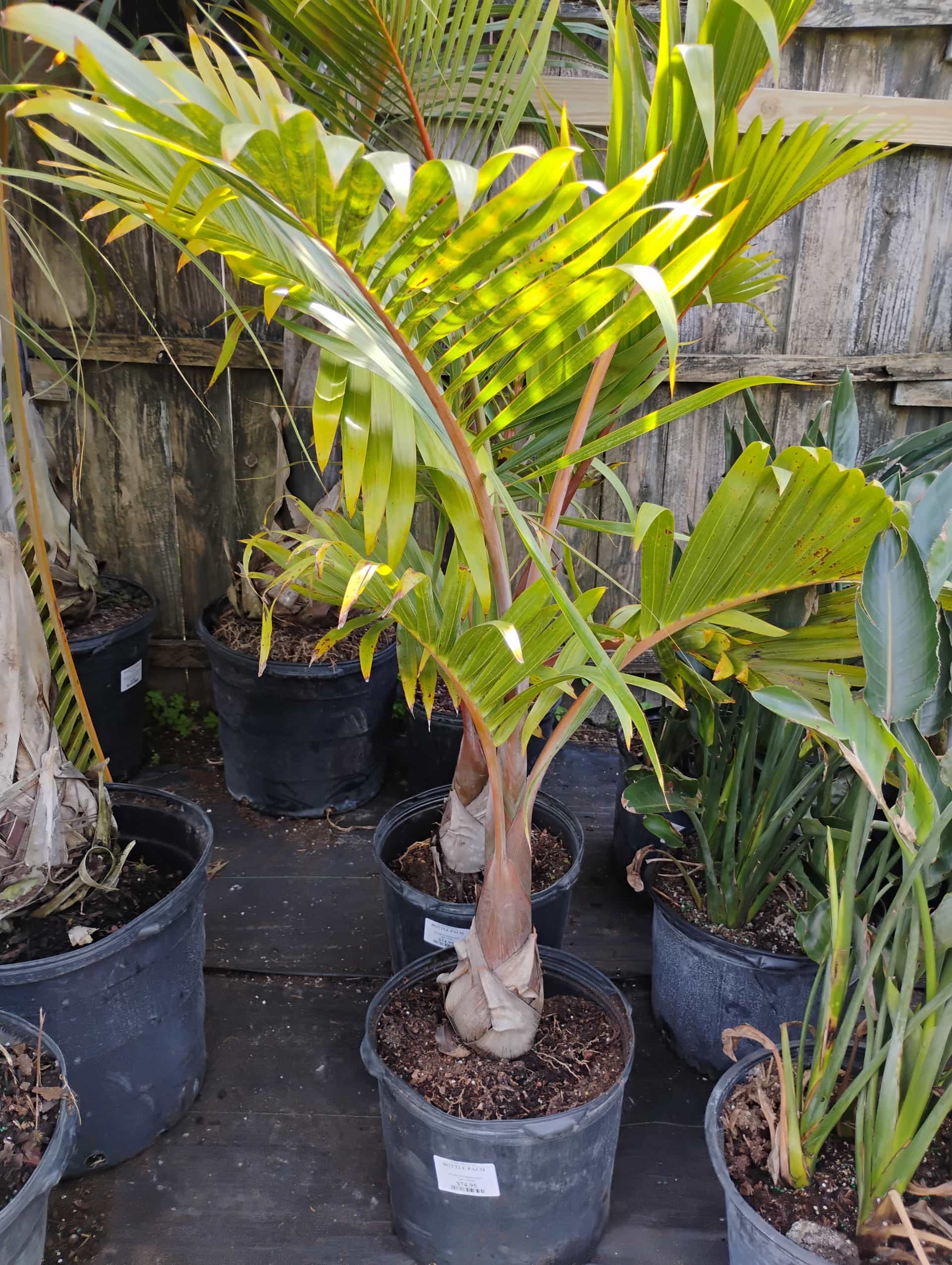 Bottle Palm (Hyophorbe lagenicaulis), Palm