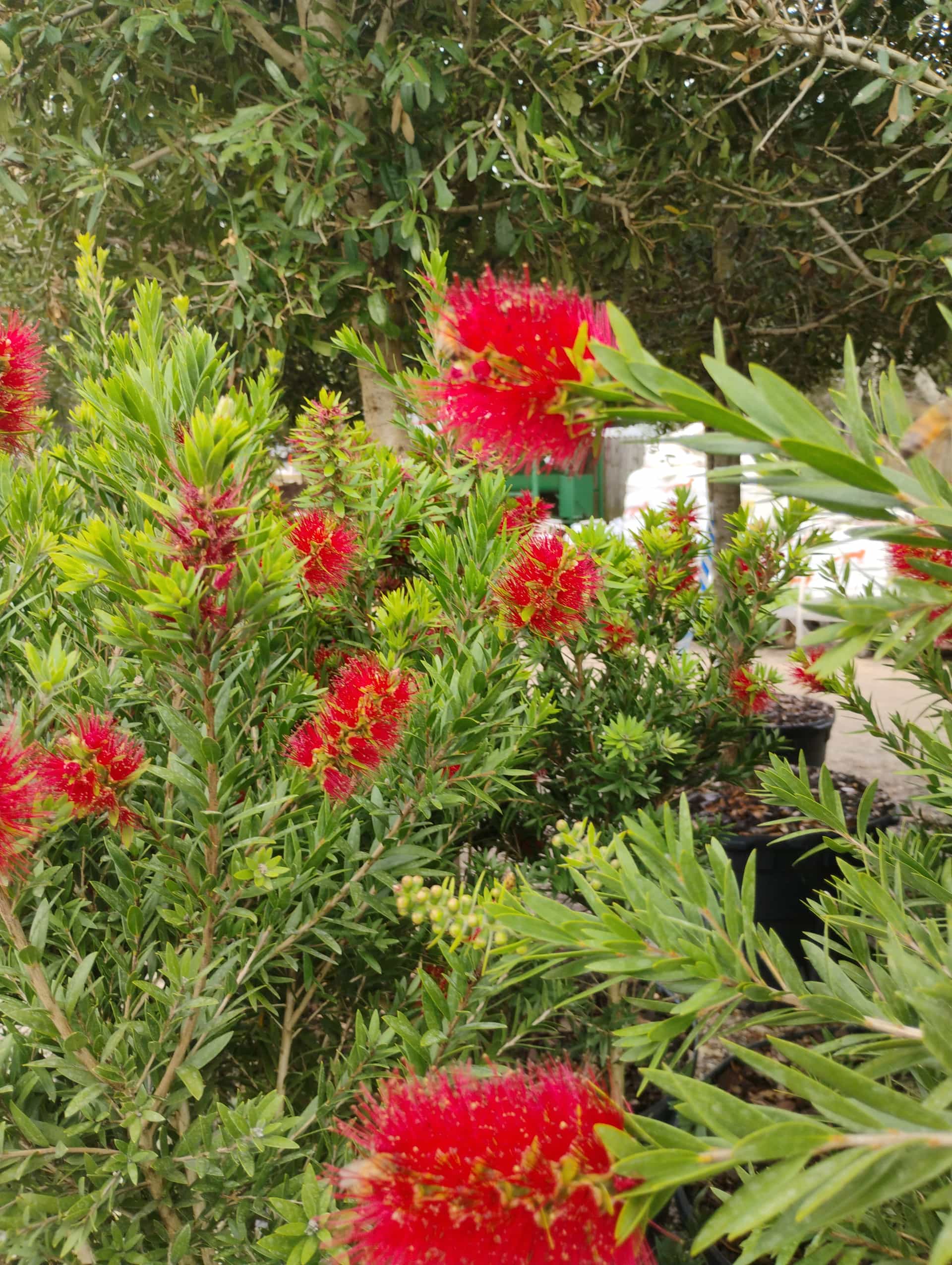 Bottlebrush (Callistemon), Tree