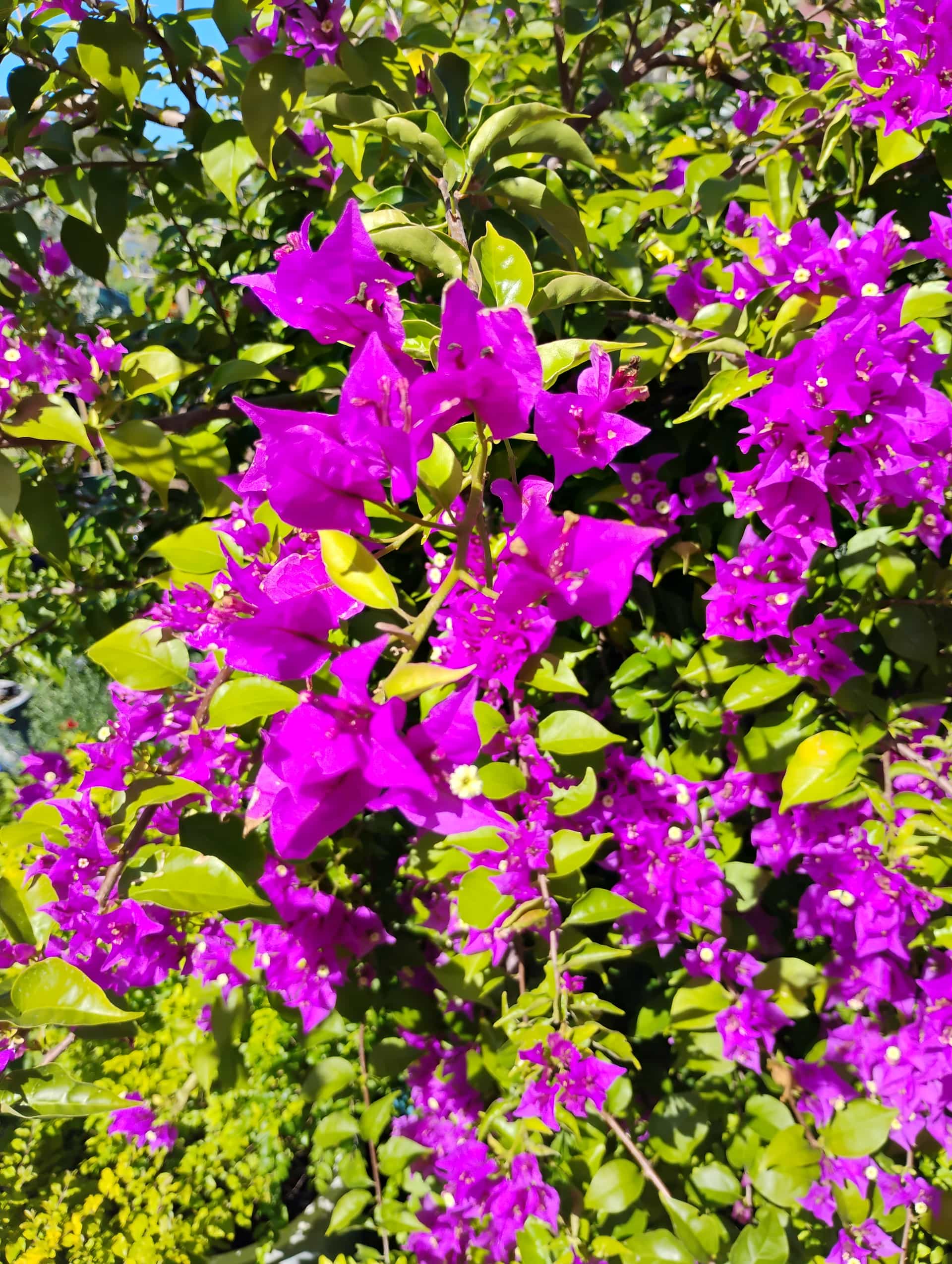 Bougainvillea, Vine