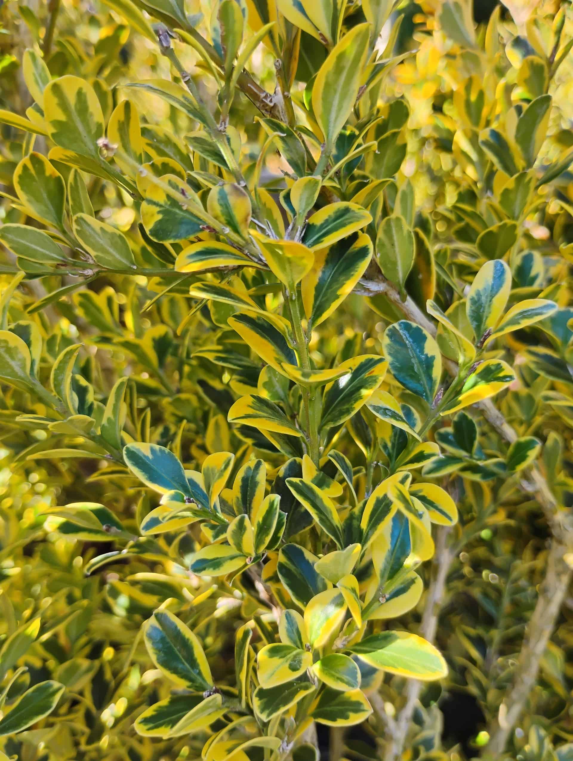 Boxwood