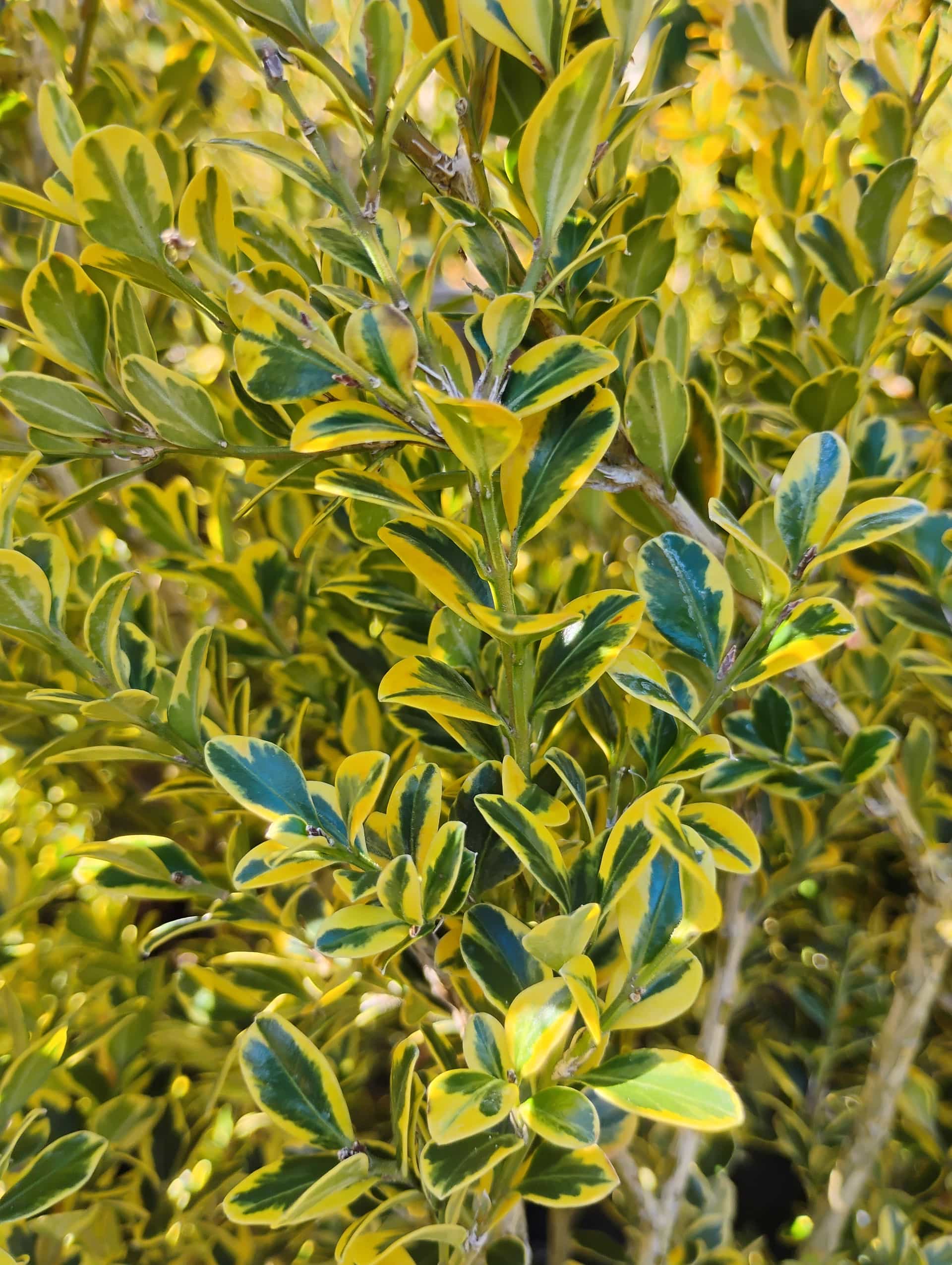 Boxwood (Buxus sempervirens), Shrub