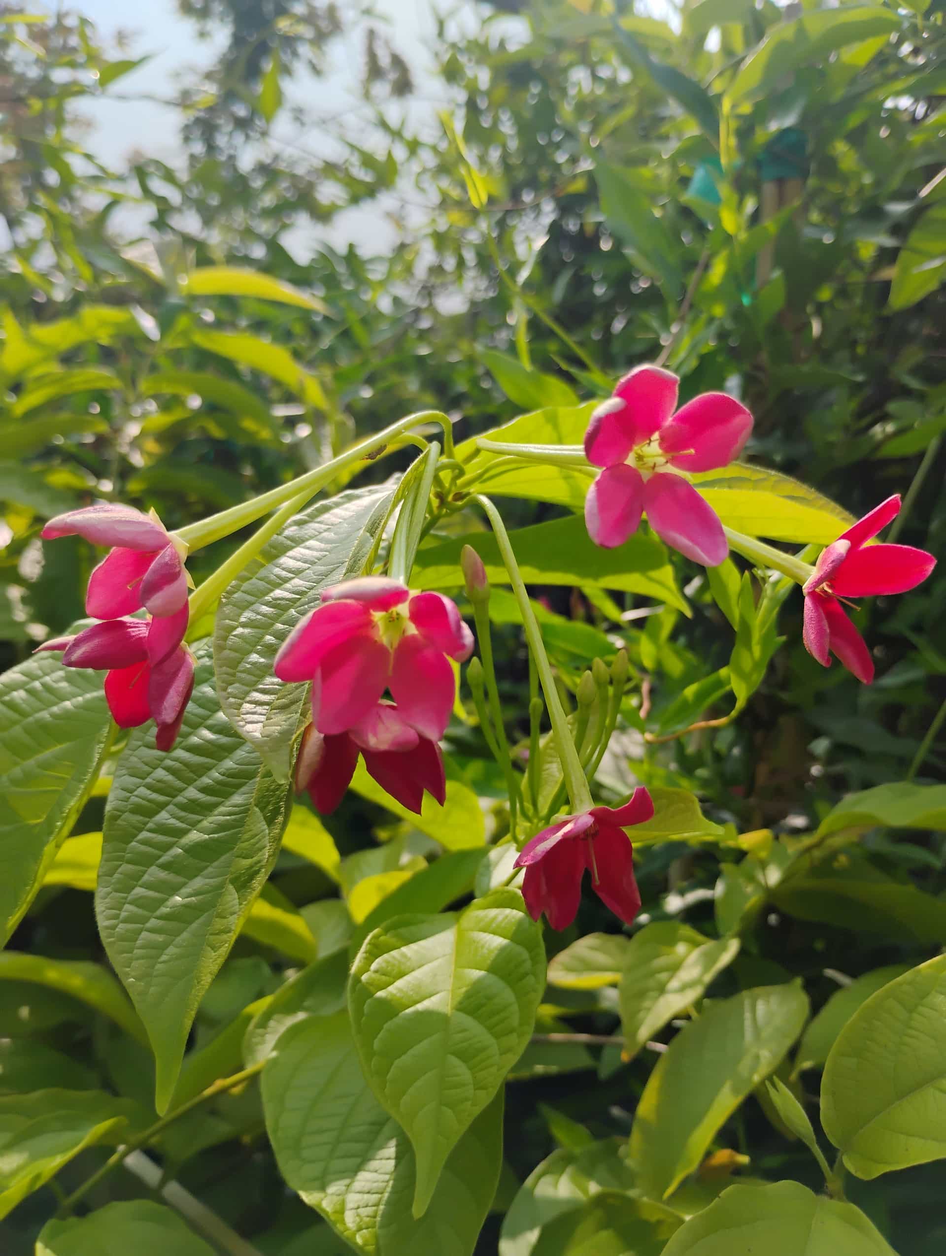 Brazilian Red Cloak (Megaskepasma erythrochlamys), Shrub