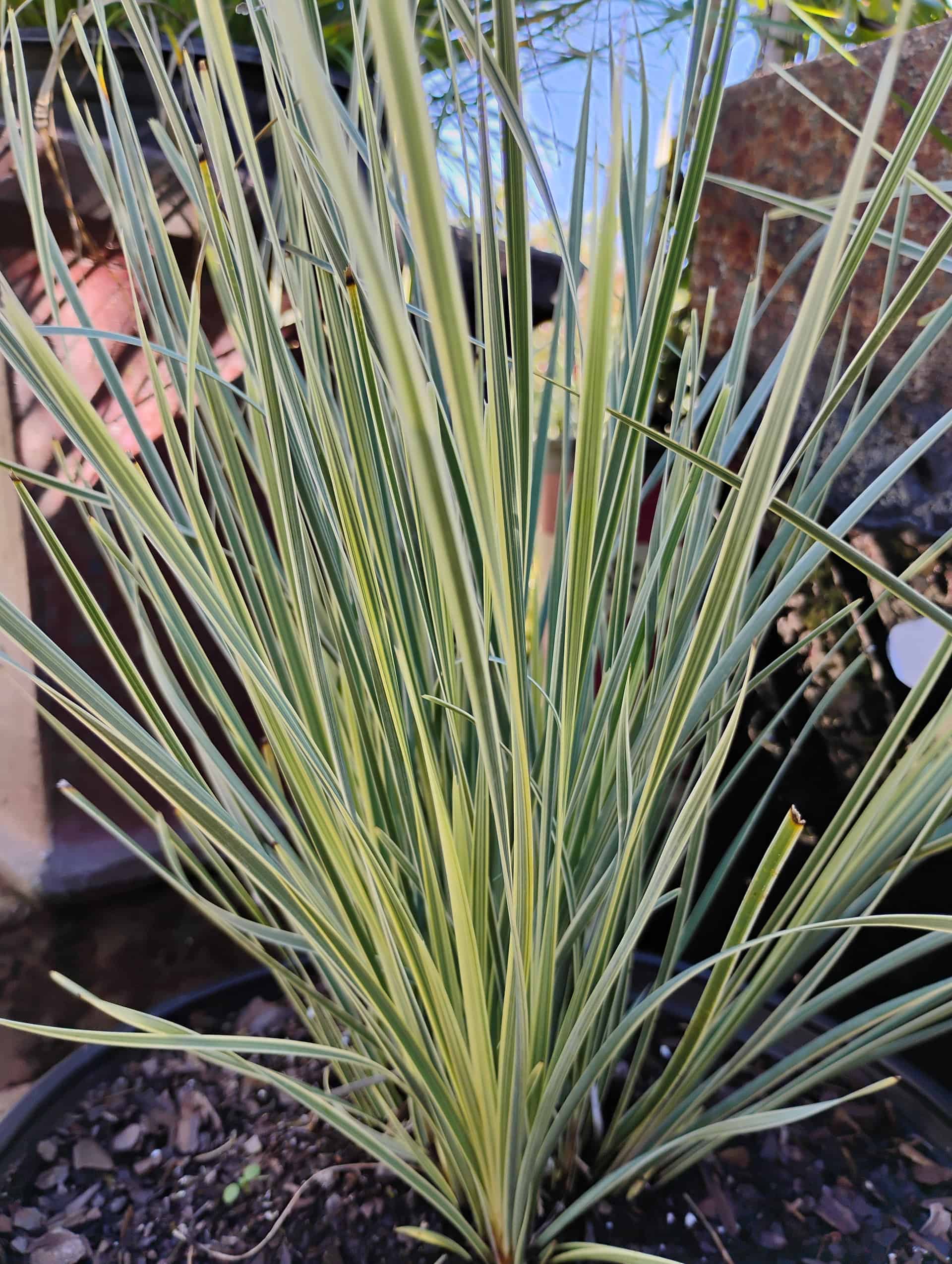 Mat Rush (Lomandra longifolia), Grass