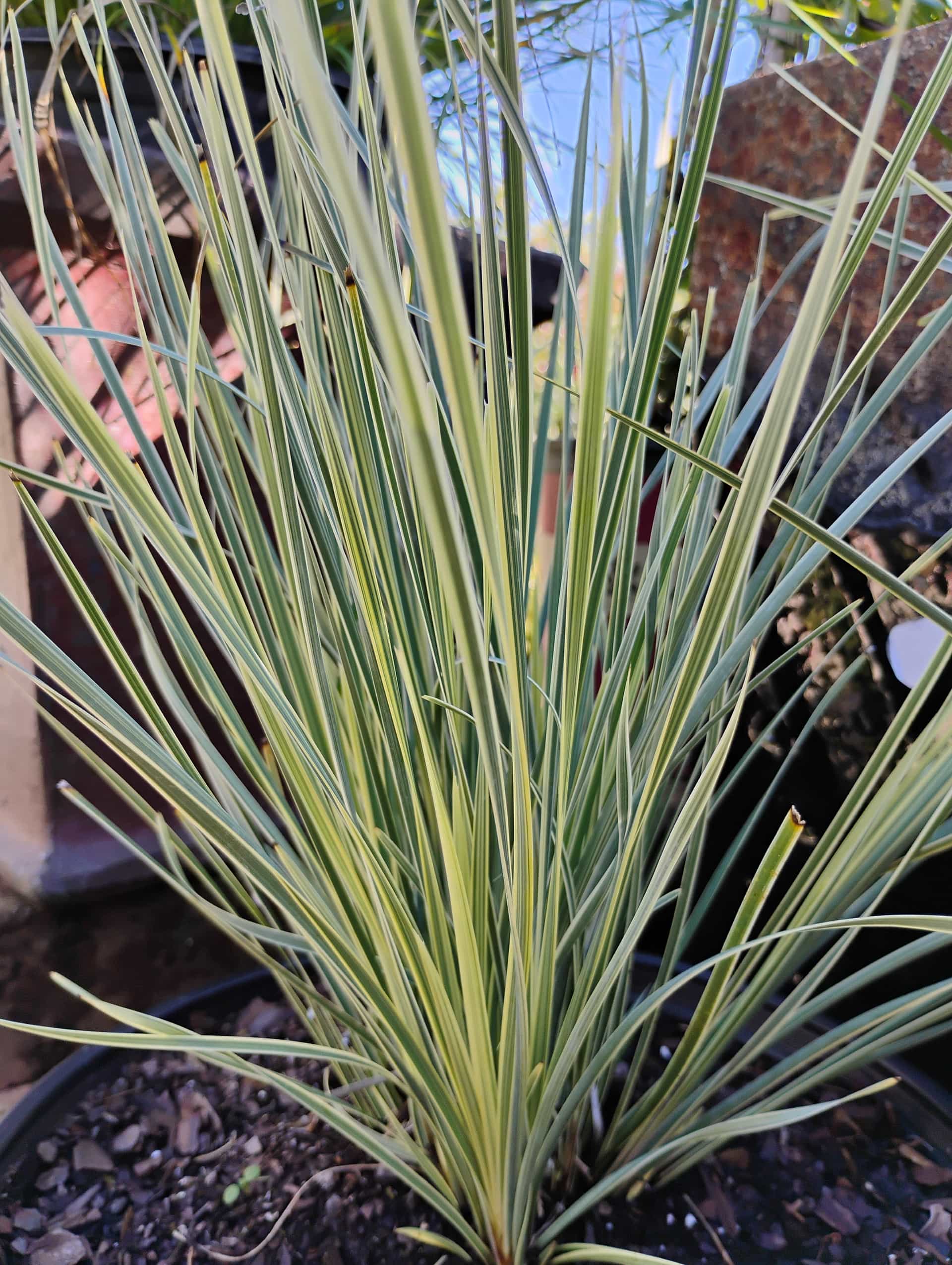 Mat Rush (Lomandra longifolia), Grass